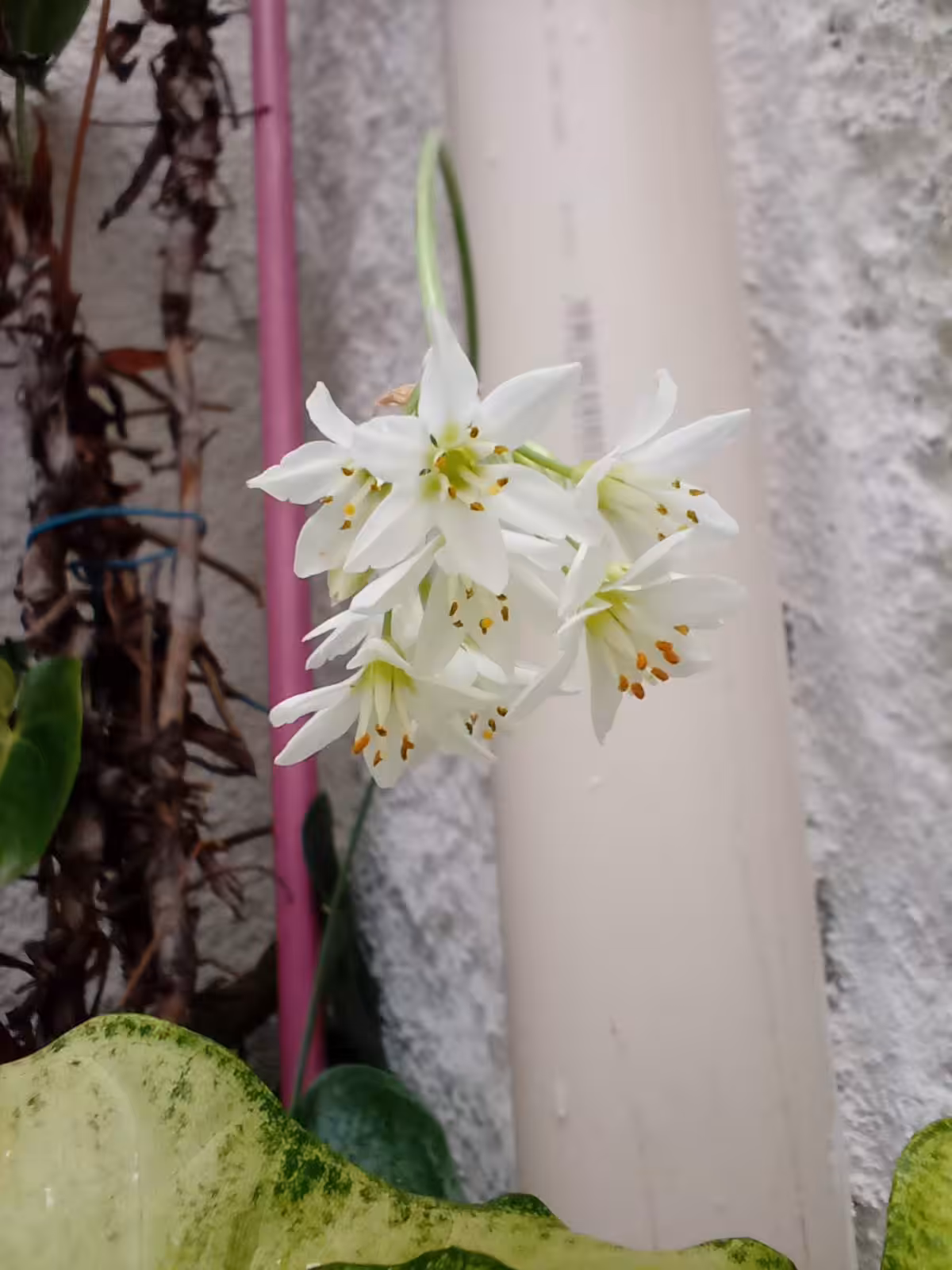 My Garden 