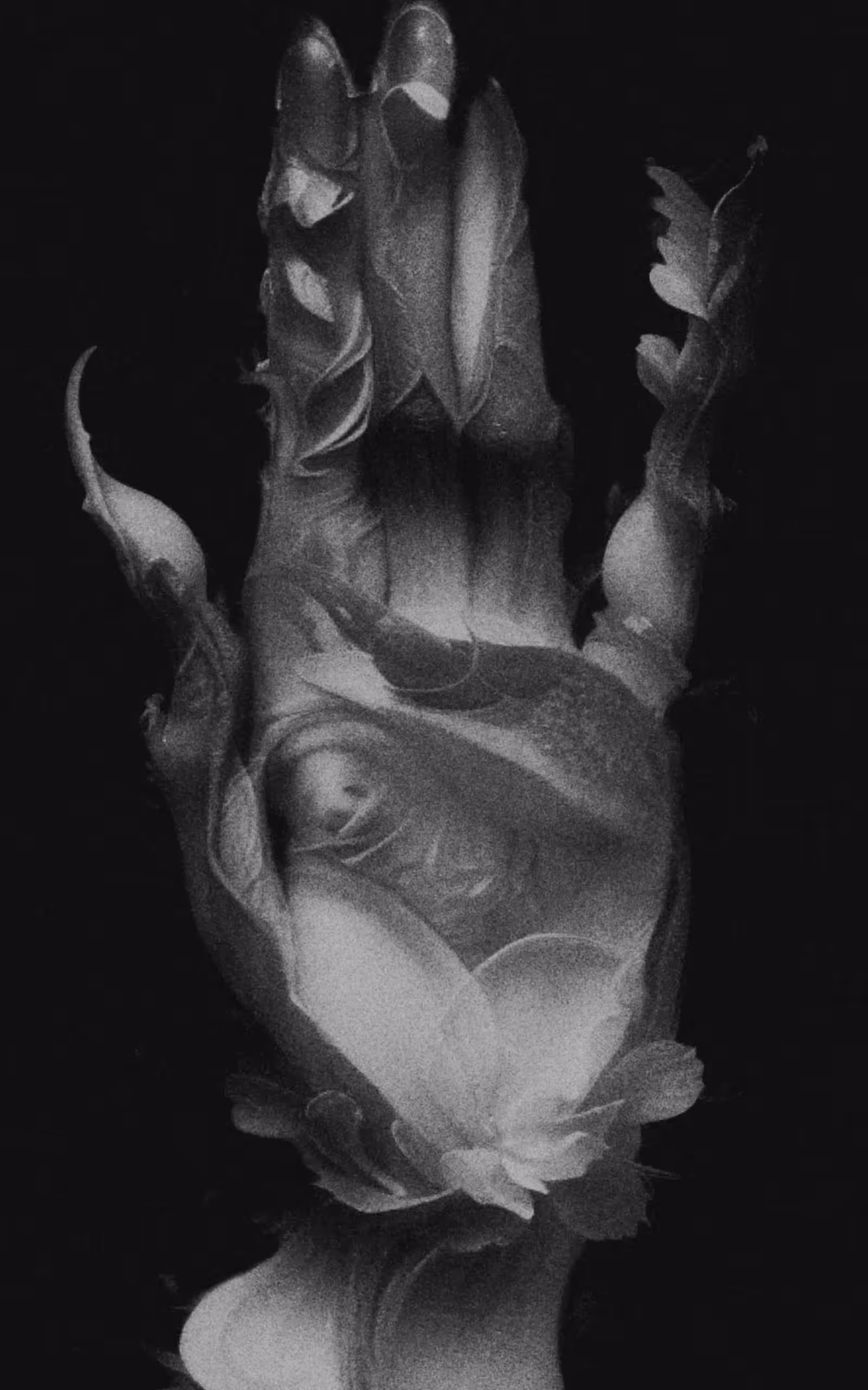 Iv Solyaev - Time to bloom