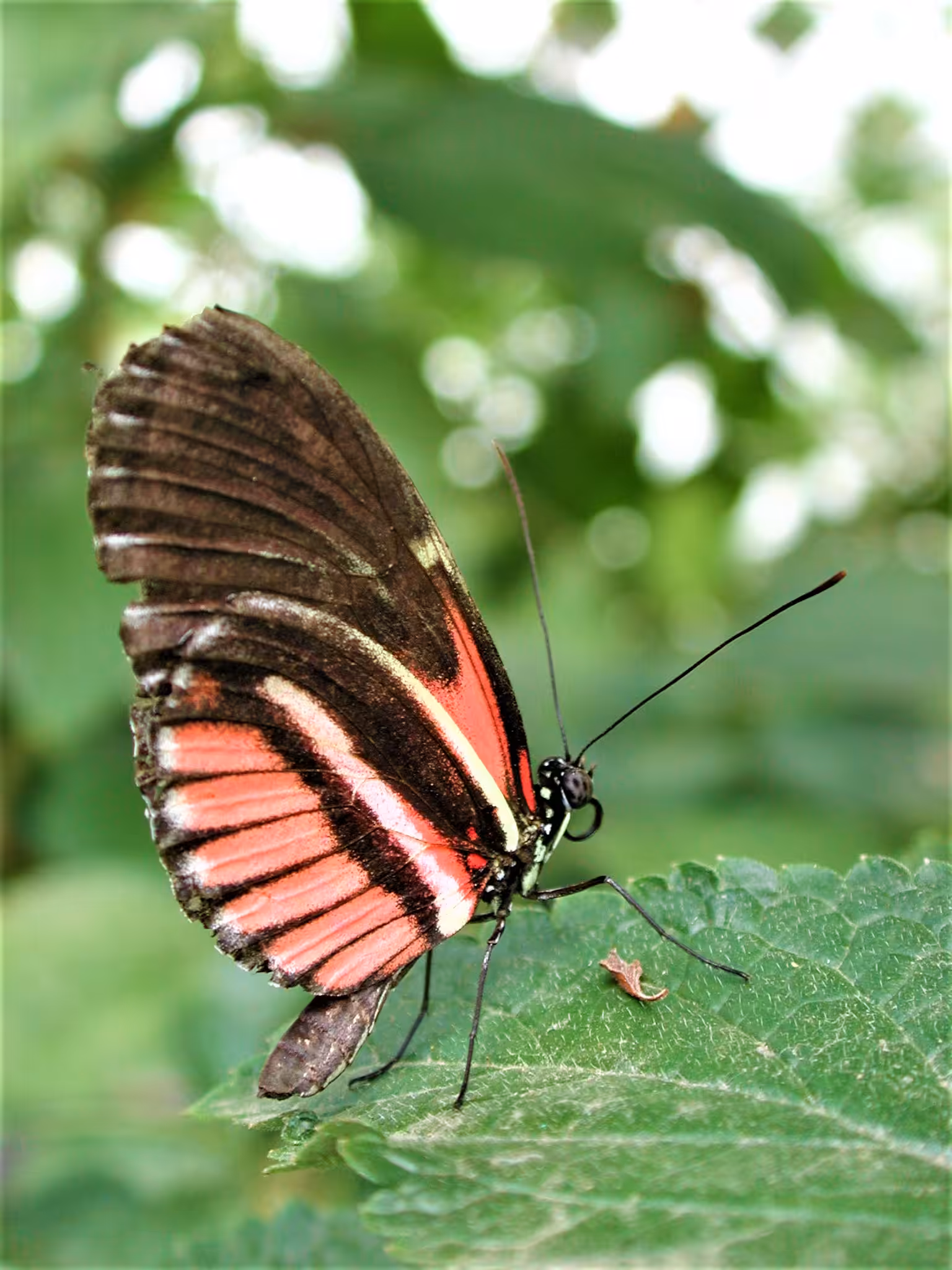 Butterfly 2