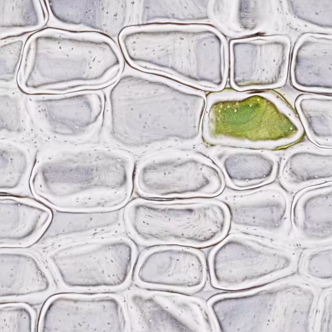 Cells - Searching