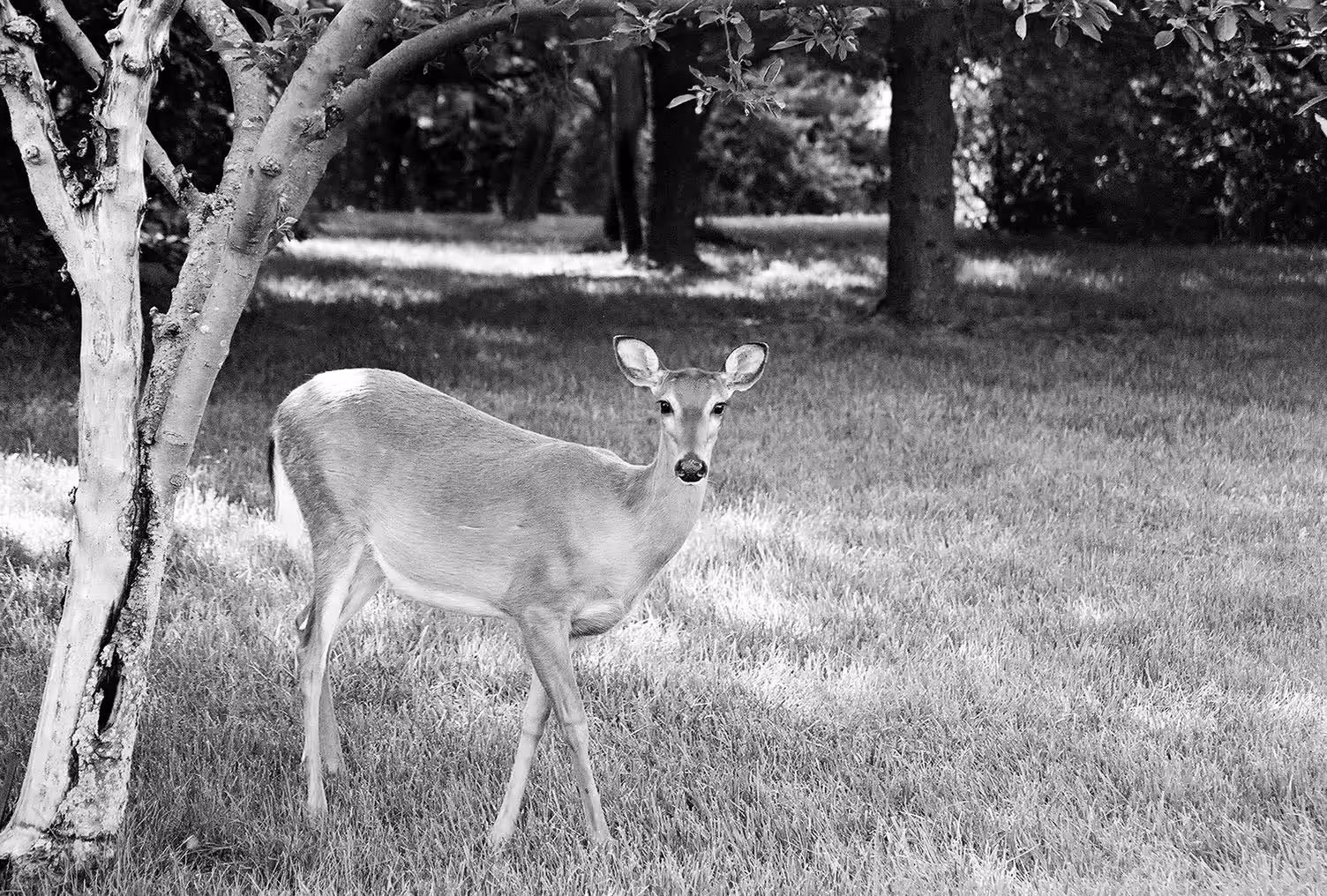 Deer