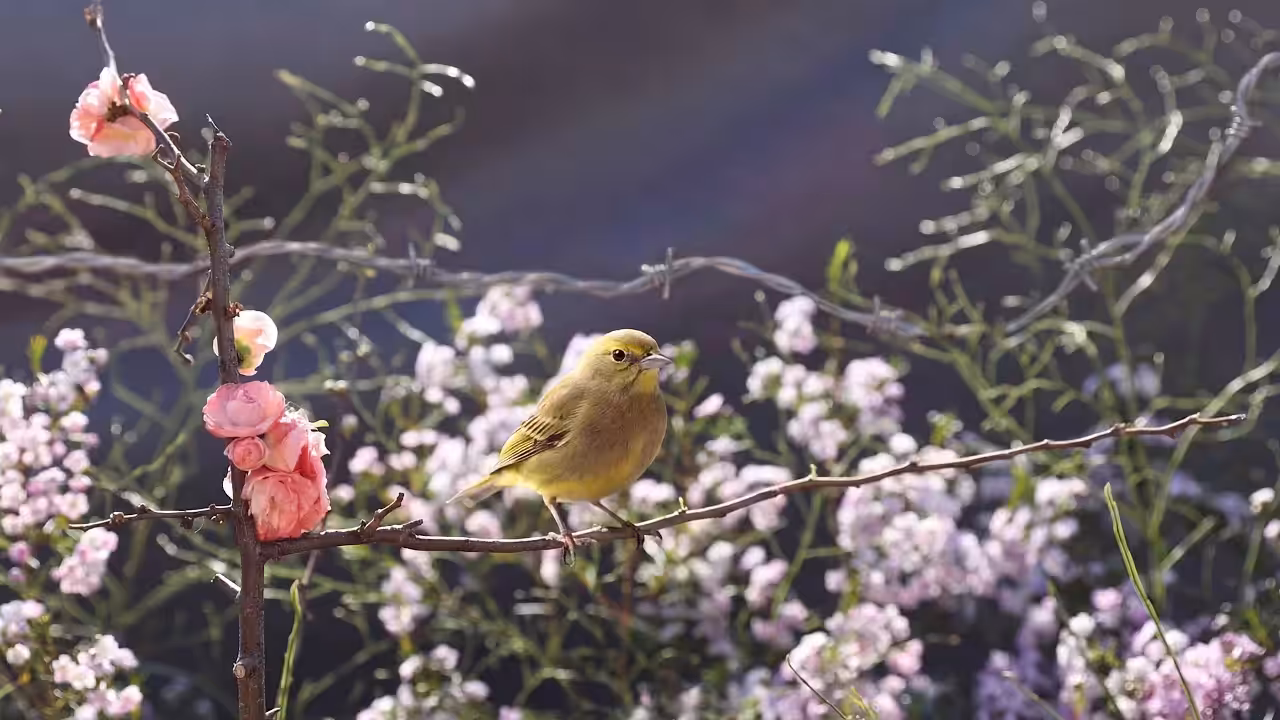 Birds Observations: Pistachio, The Last Light
