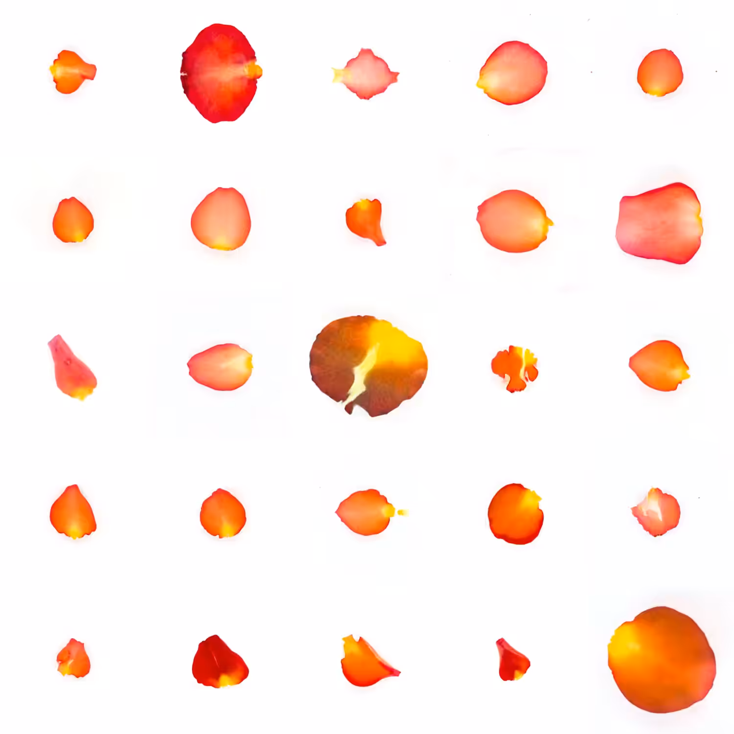 Infinite Petals 5x5#669