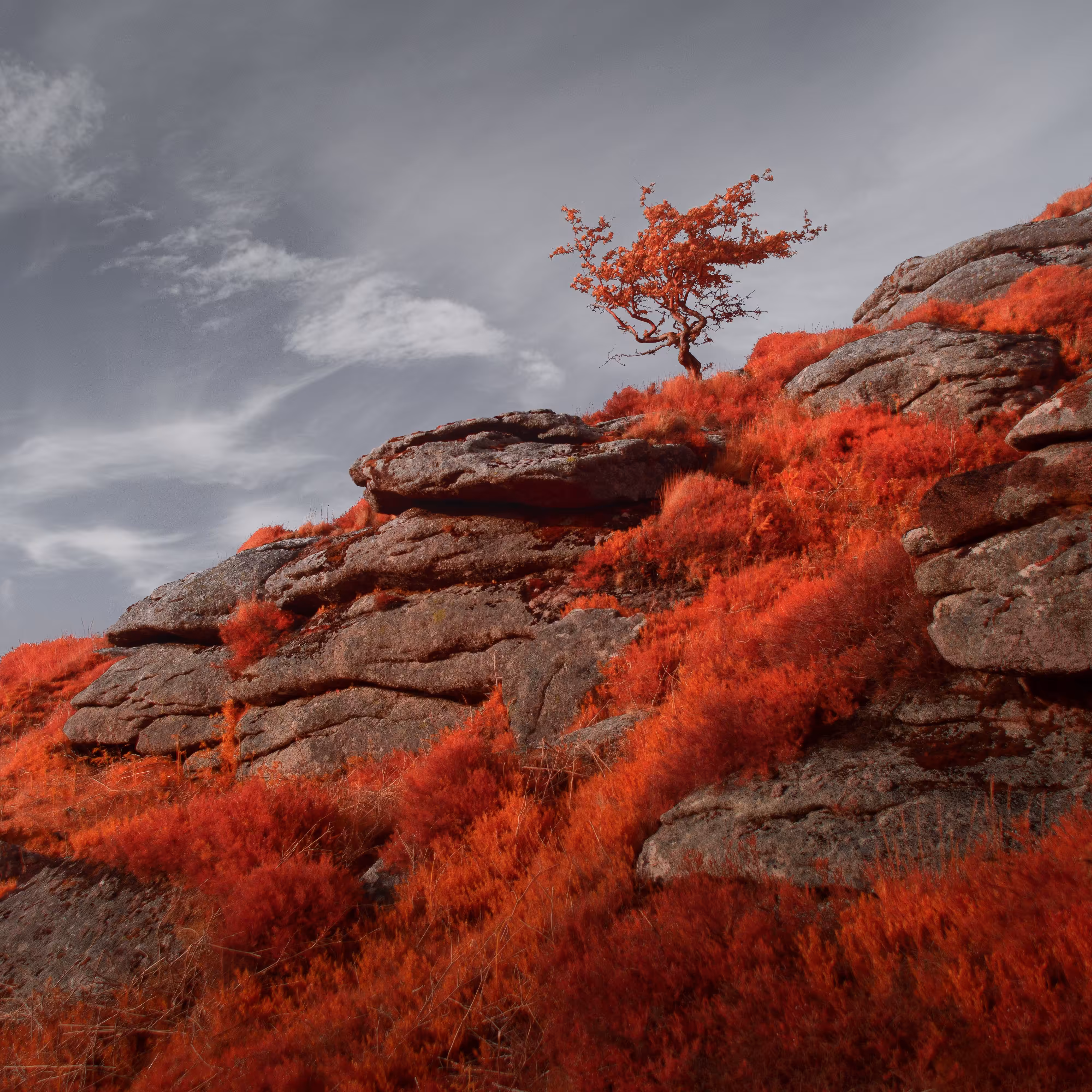 The Red Weed