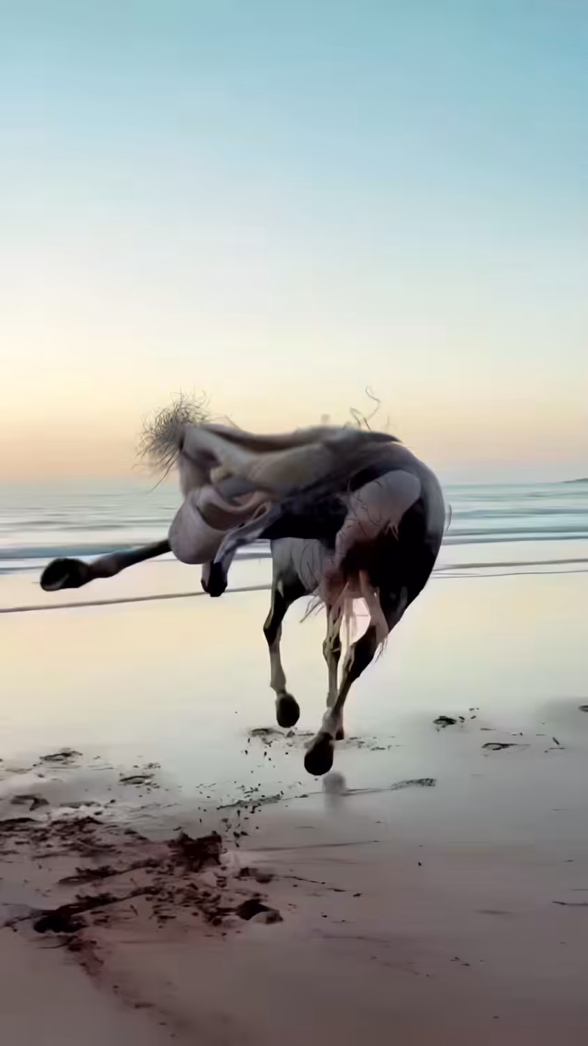 Horse Rider 2 #3/9