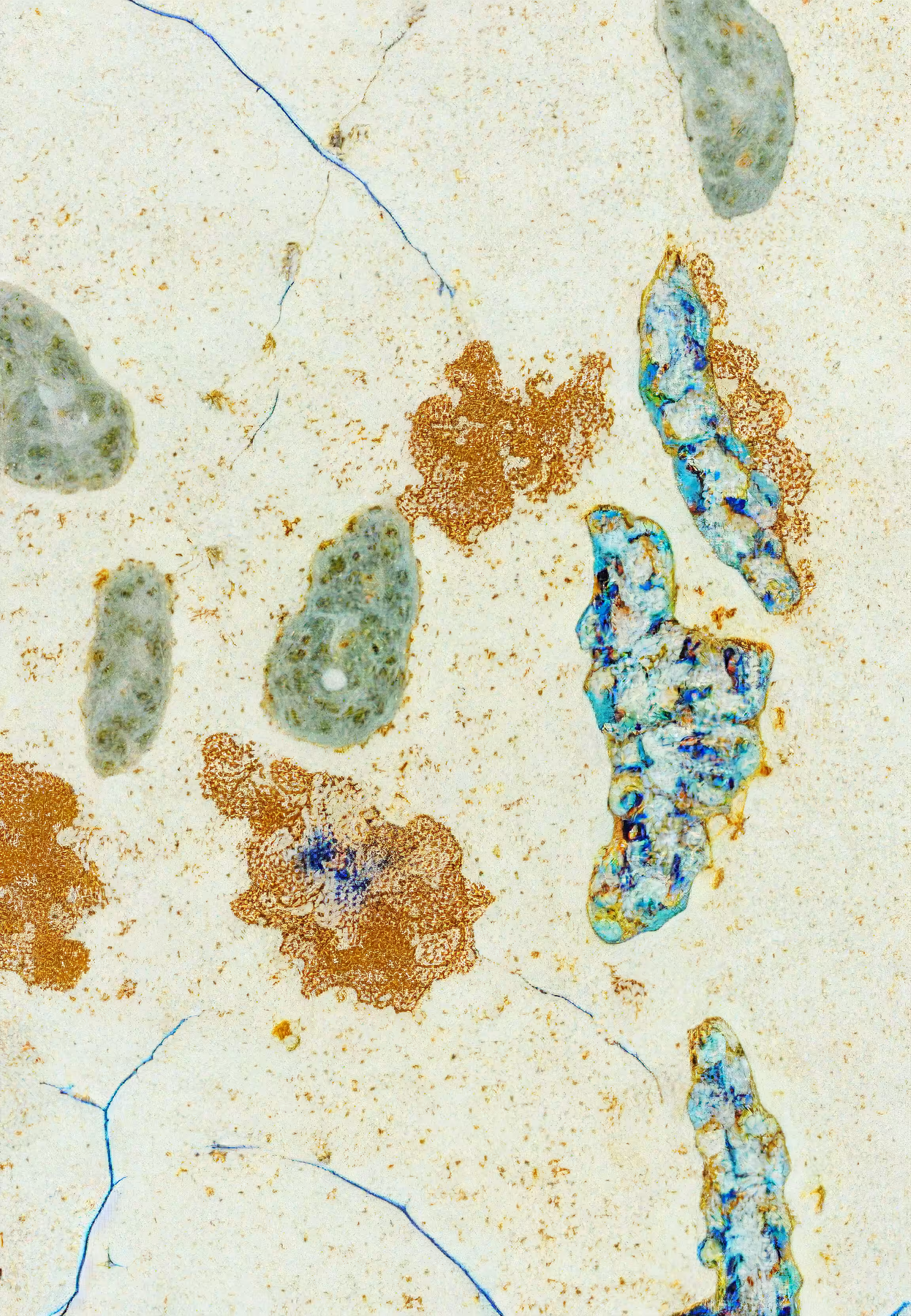 In Vivo, In Vitro, In Silico: Histologia In Silico #106