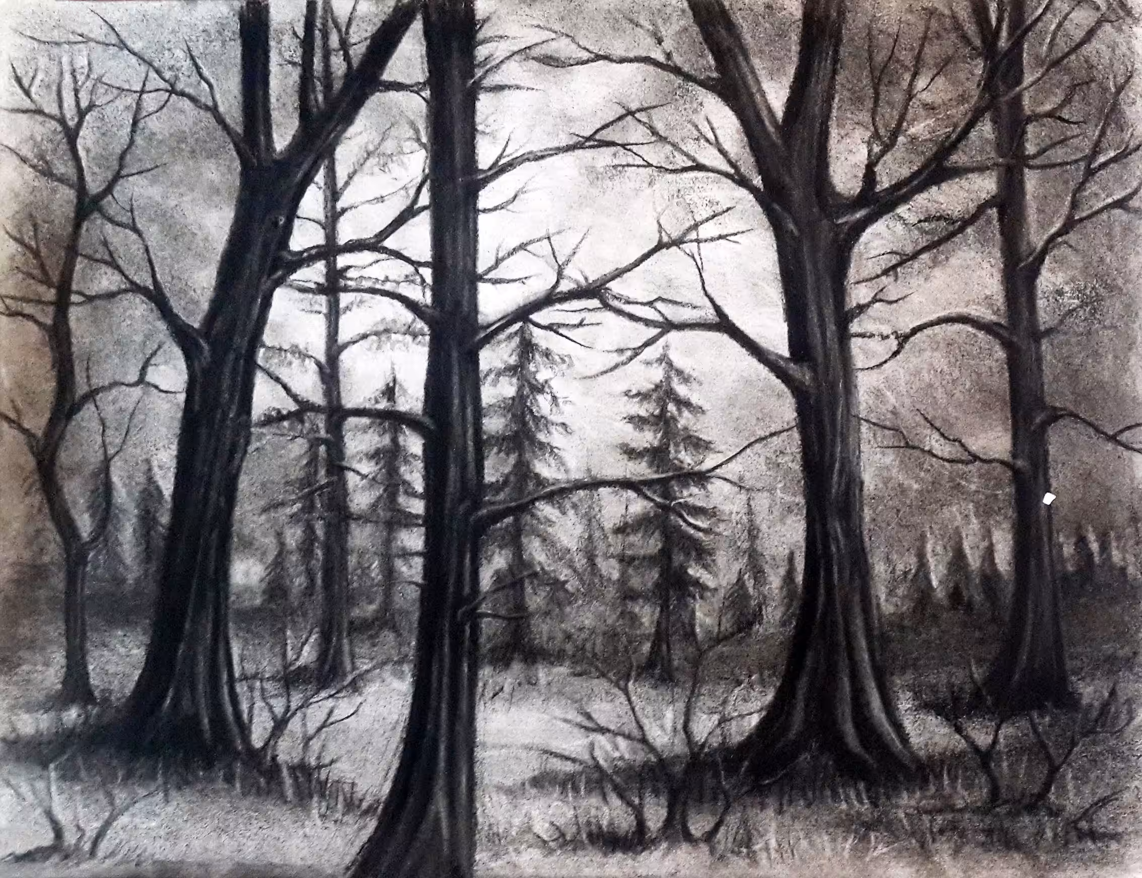 FOREST