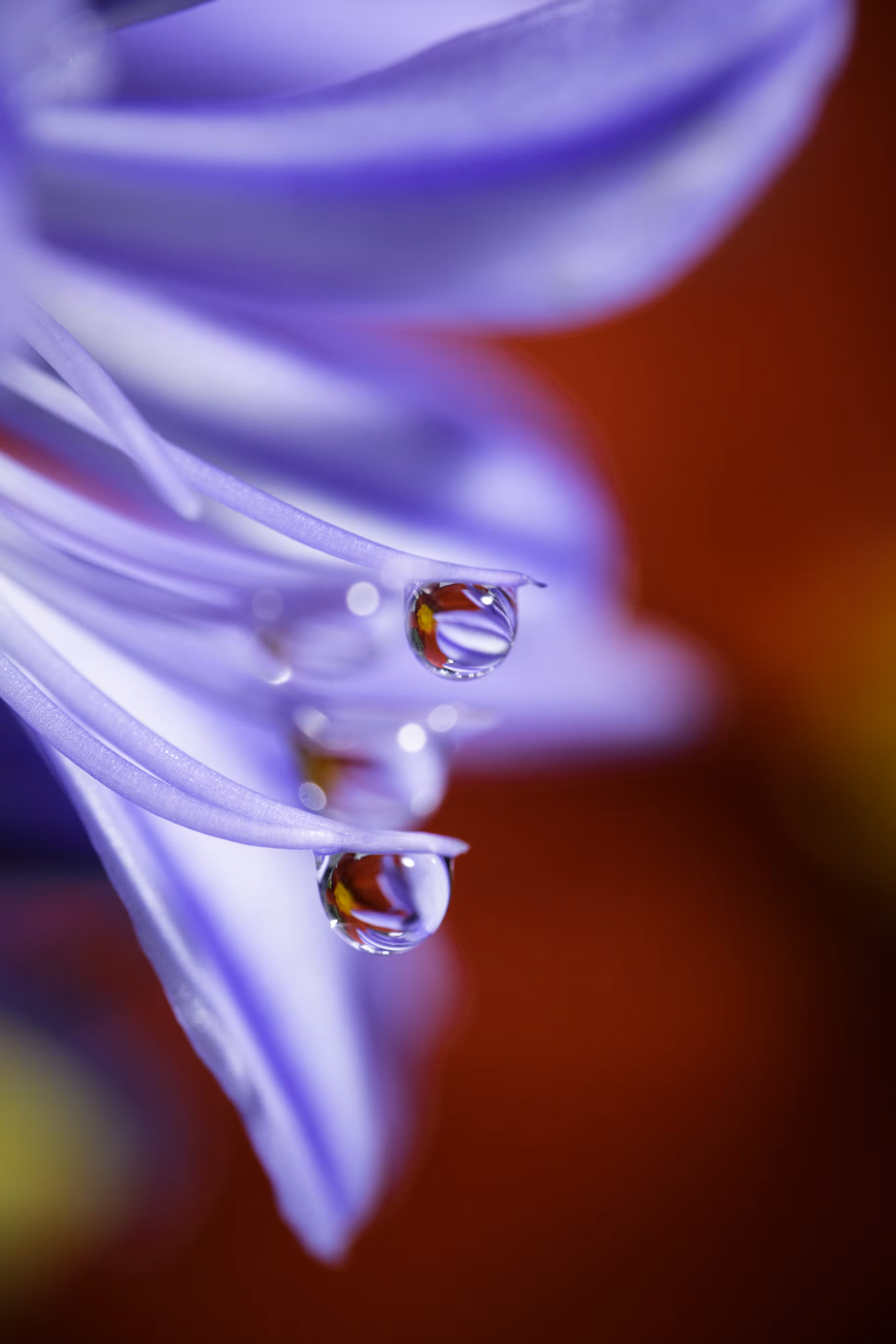 Equanimity