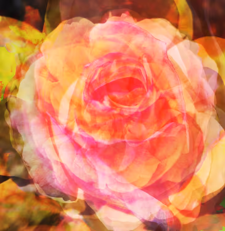 a fathers roses (2 of 3)