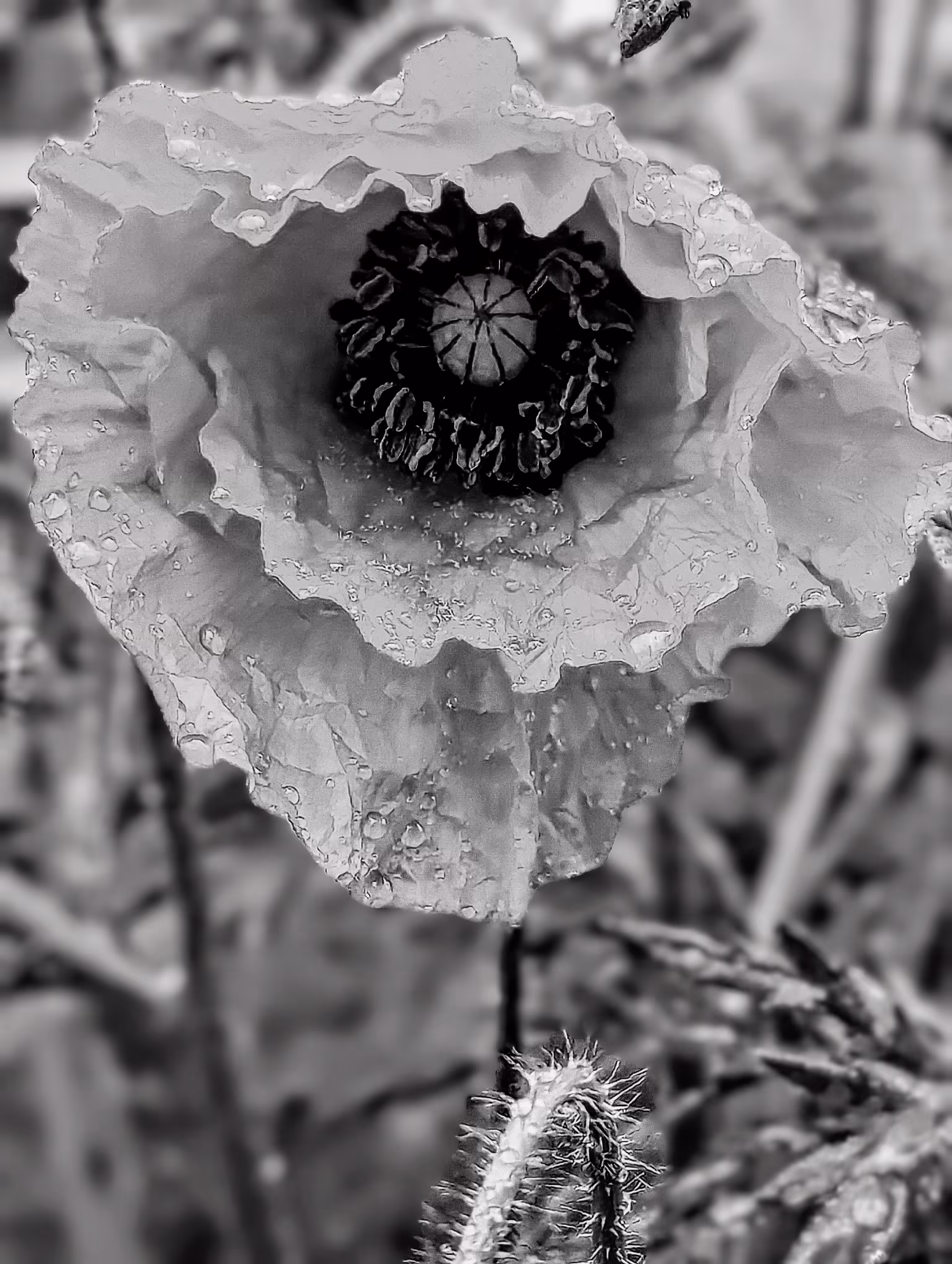 Eye of the poppy