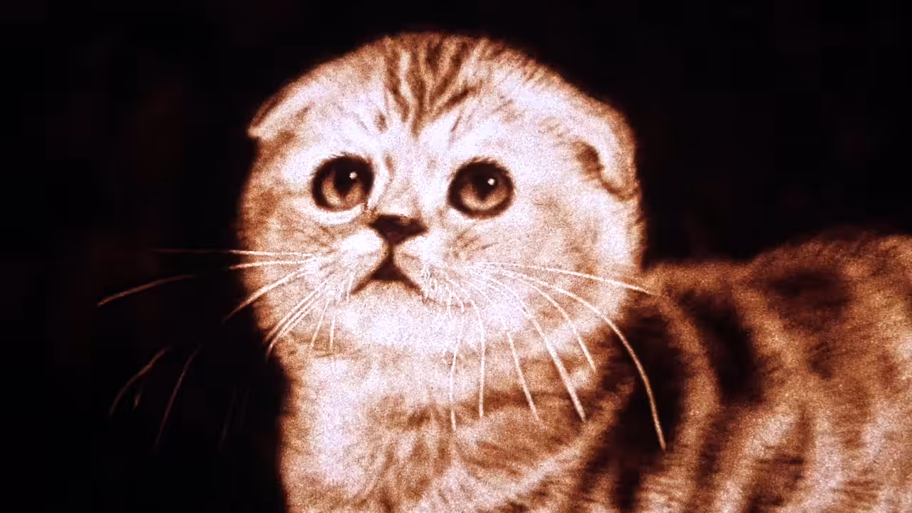 cute cat