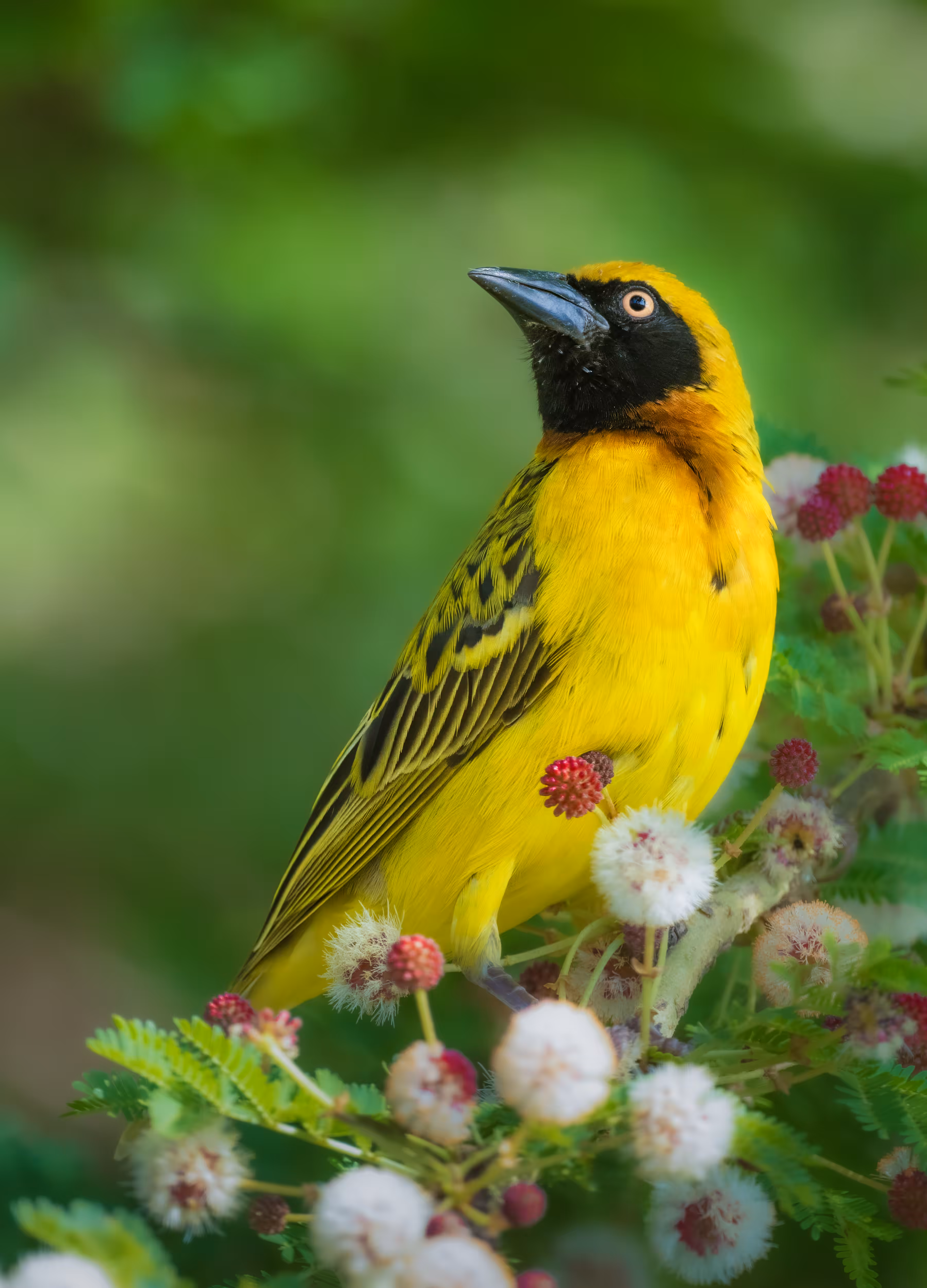 Village Weaver