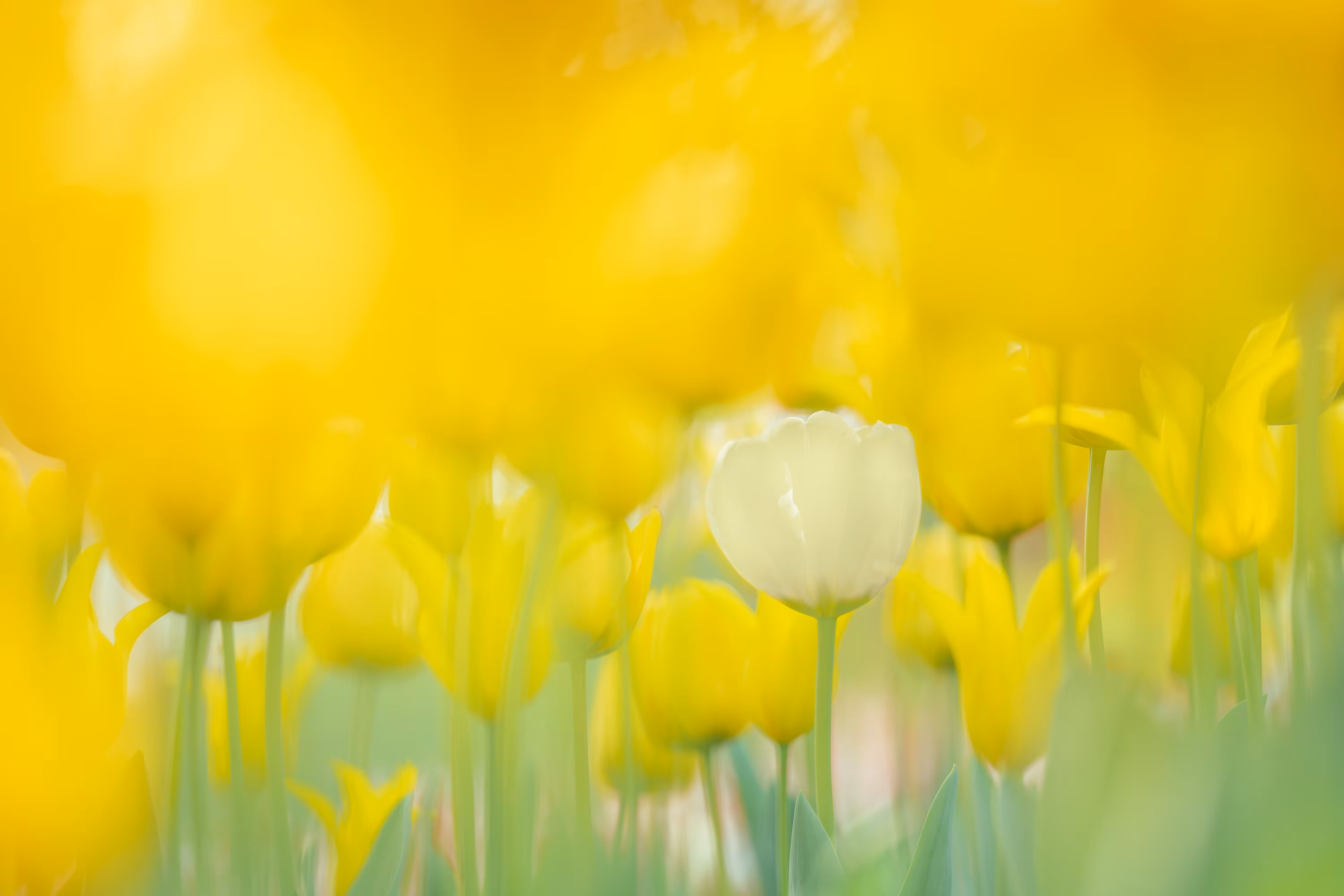 Tulip#39