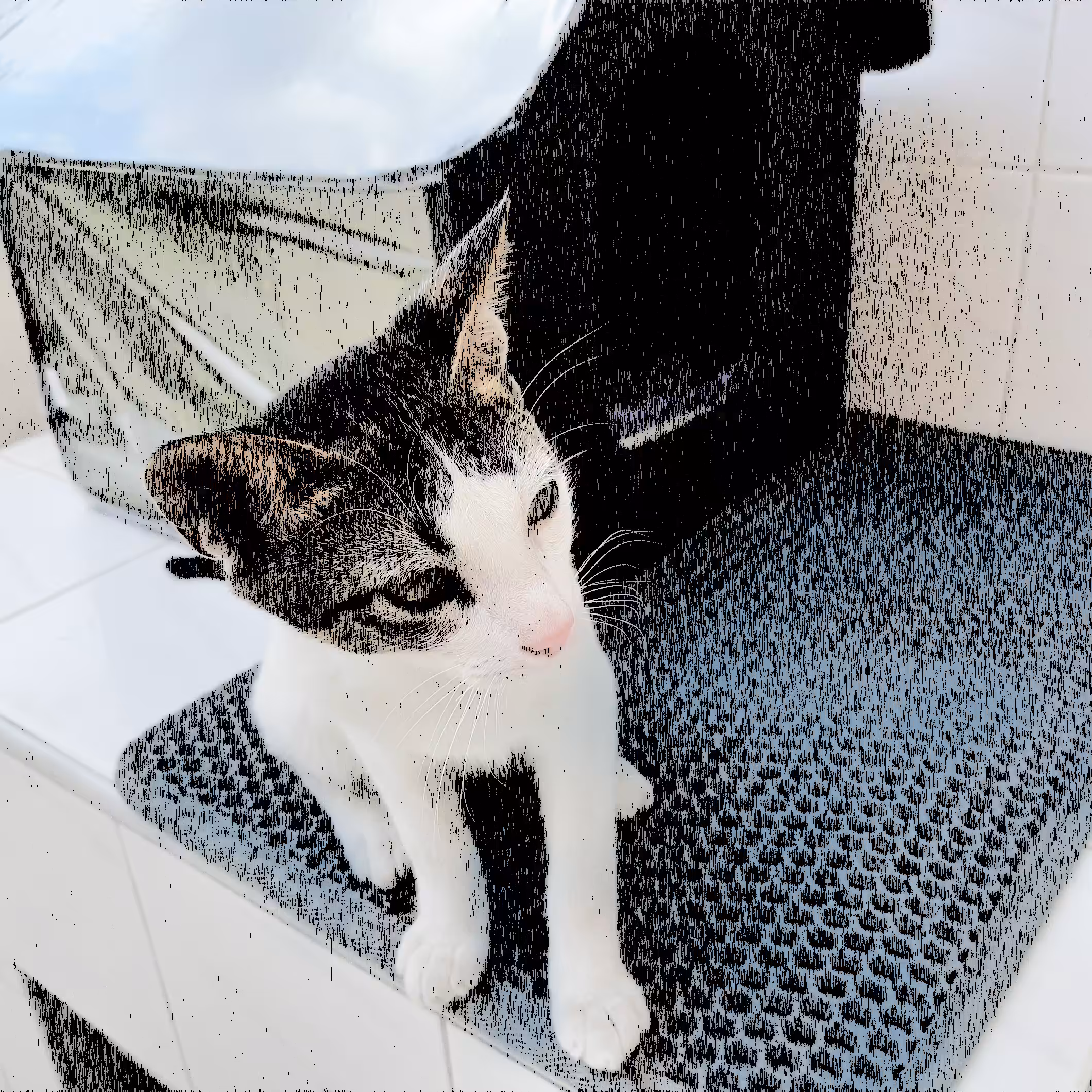 Pusskin #29 - Cat and the House