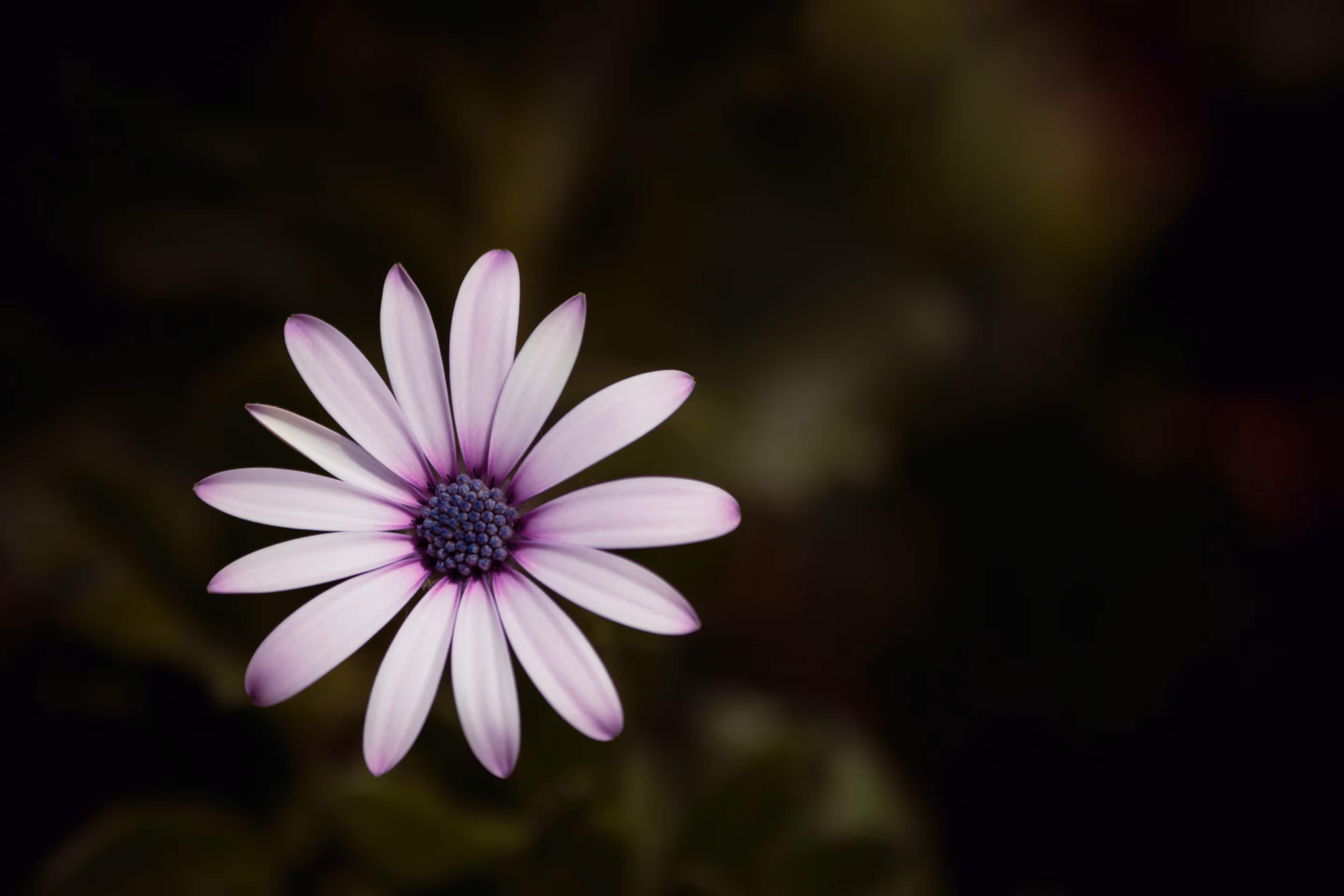 Radiant Presence
