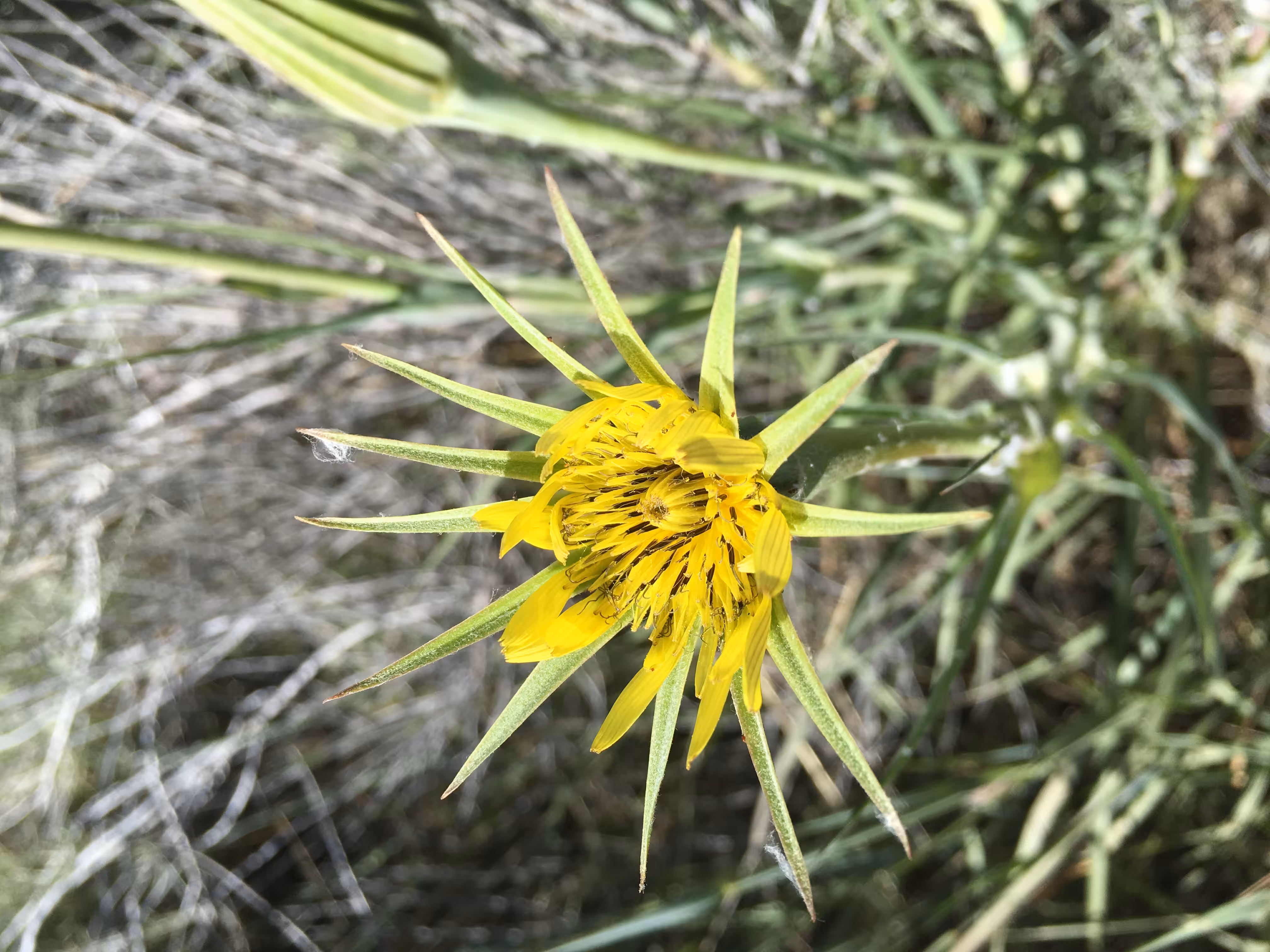 SALSIFY 