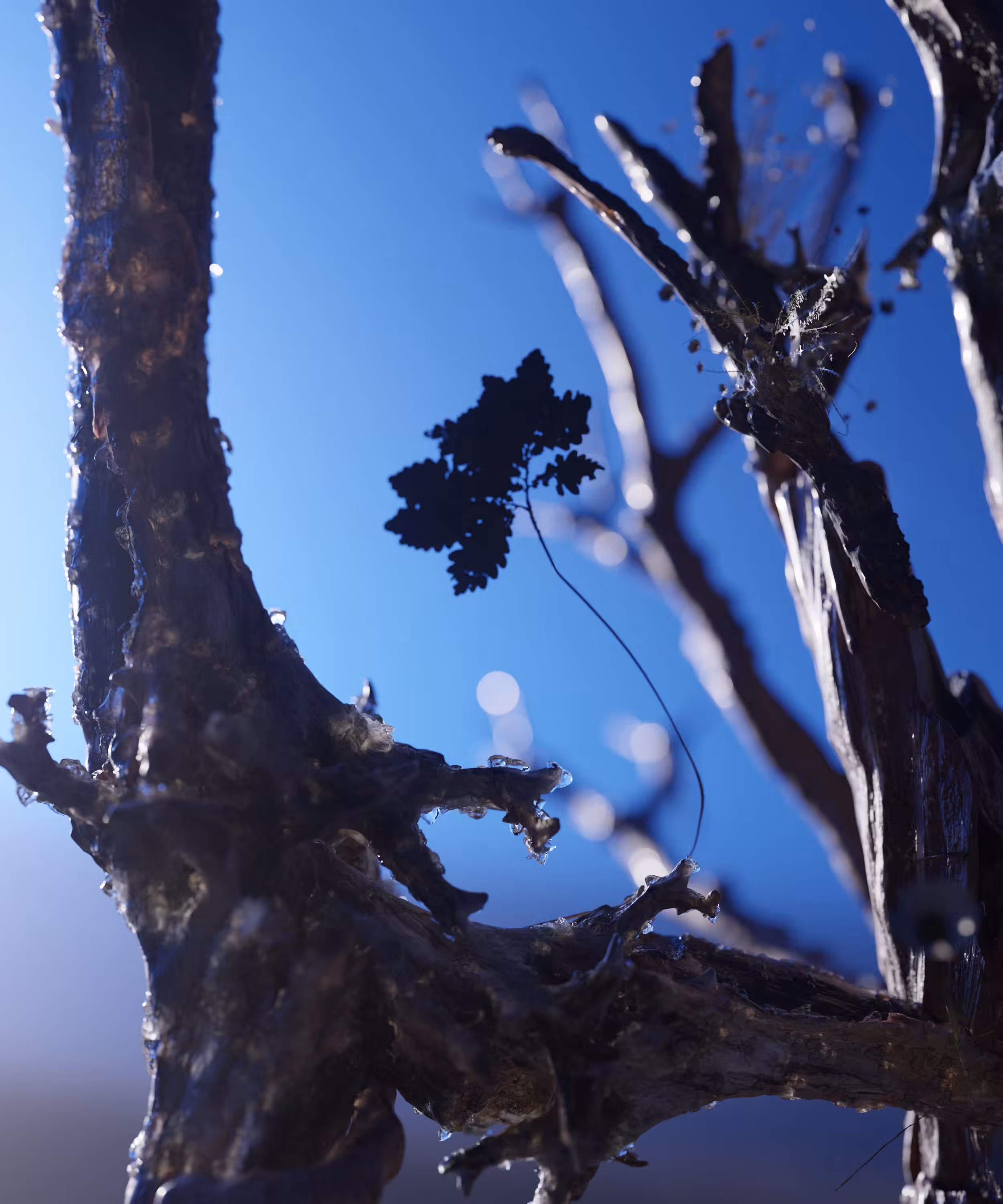 heaven-sent sprig