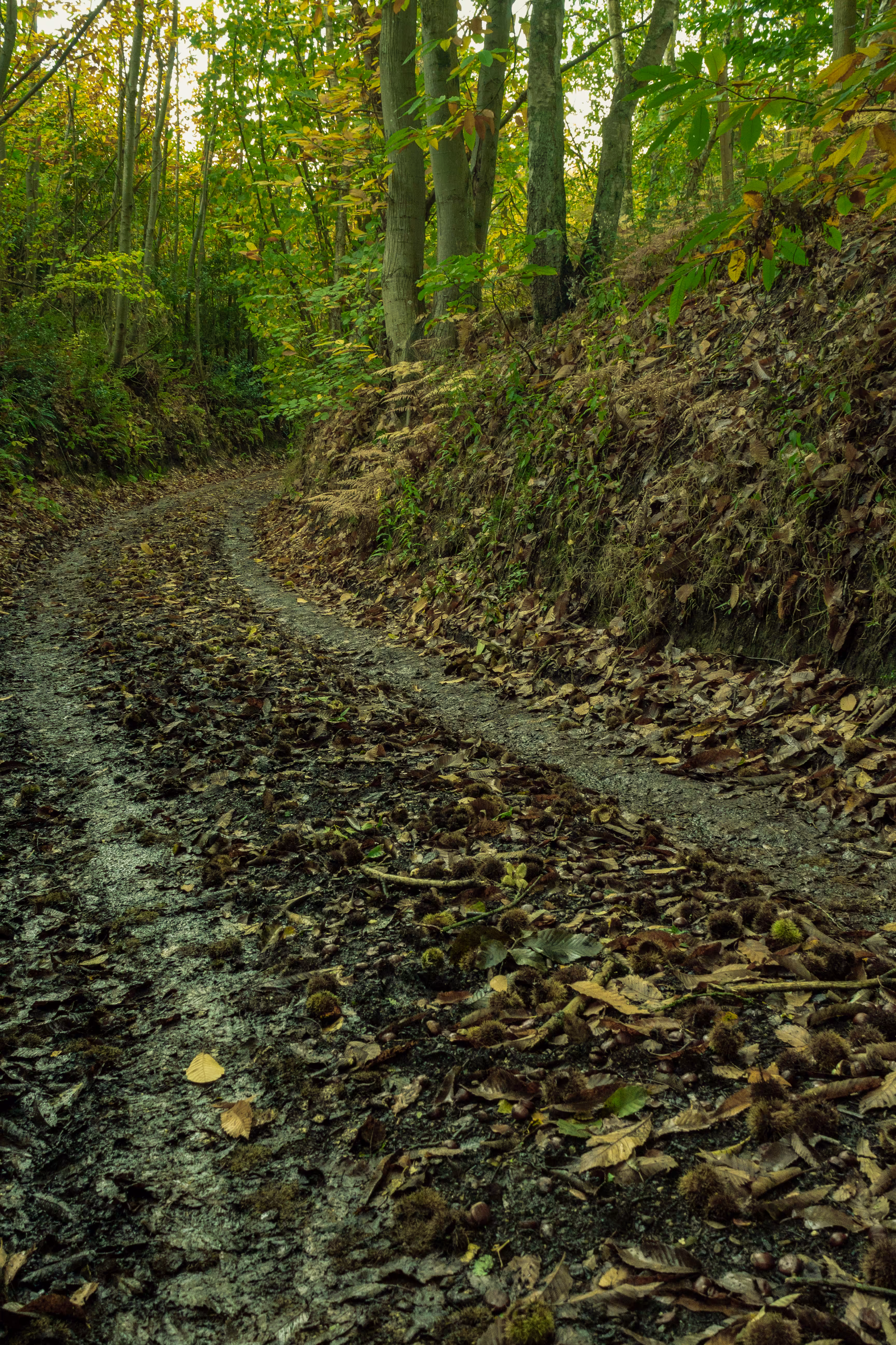 Drift into Autumn 