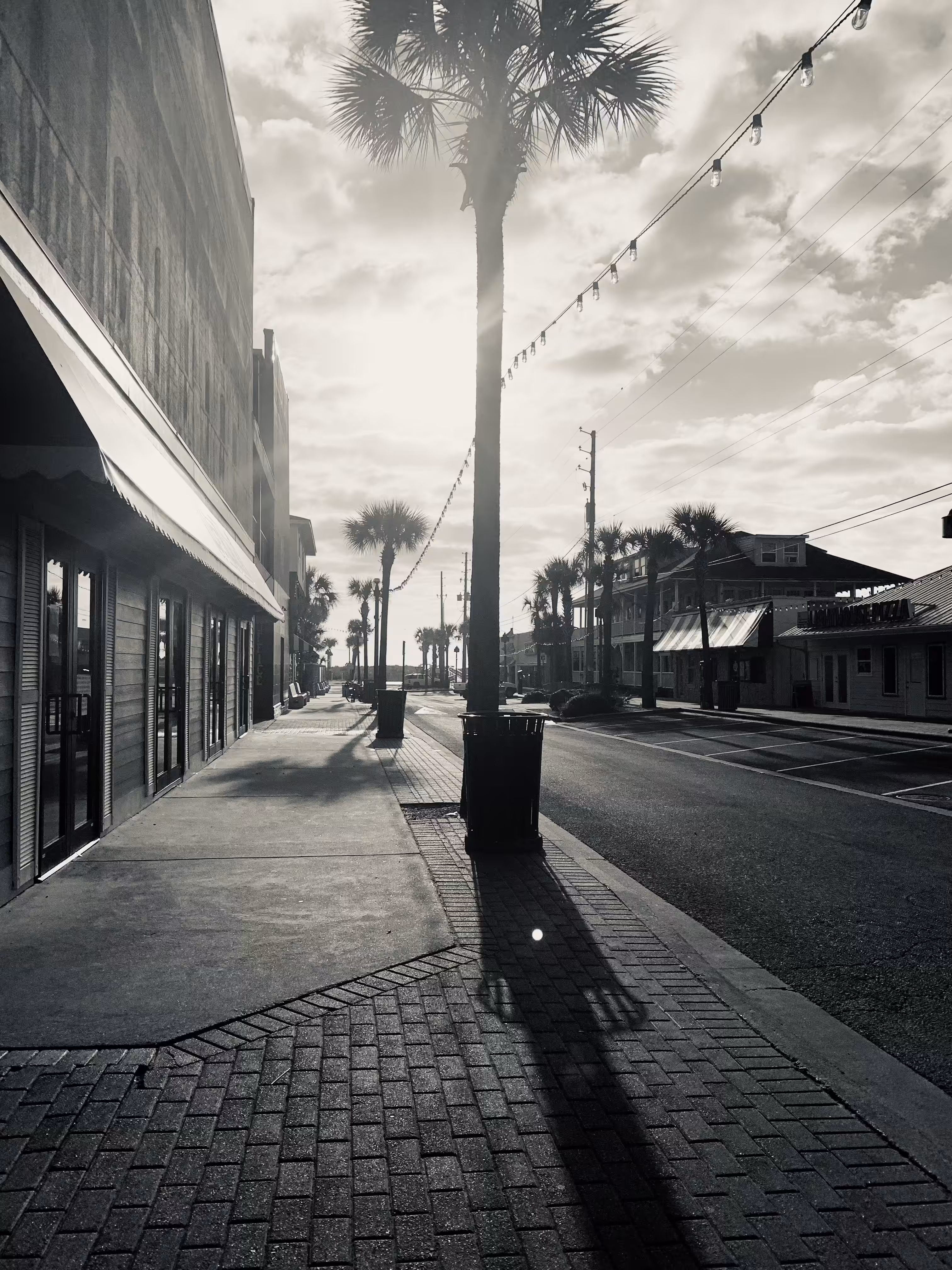 A Palm Tree Named Desire