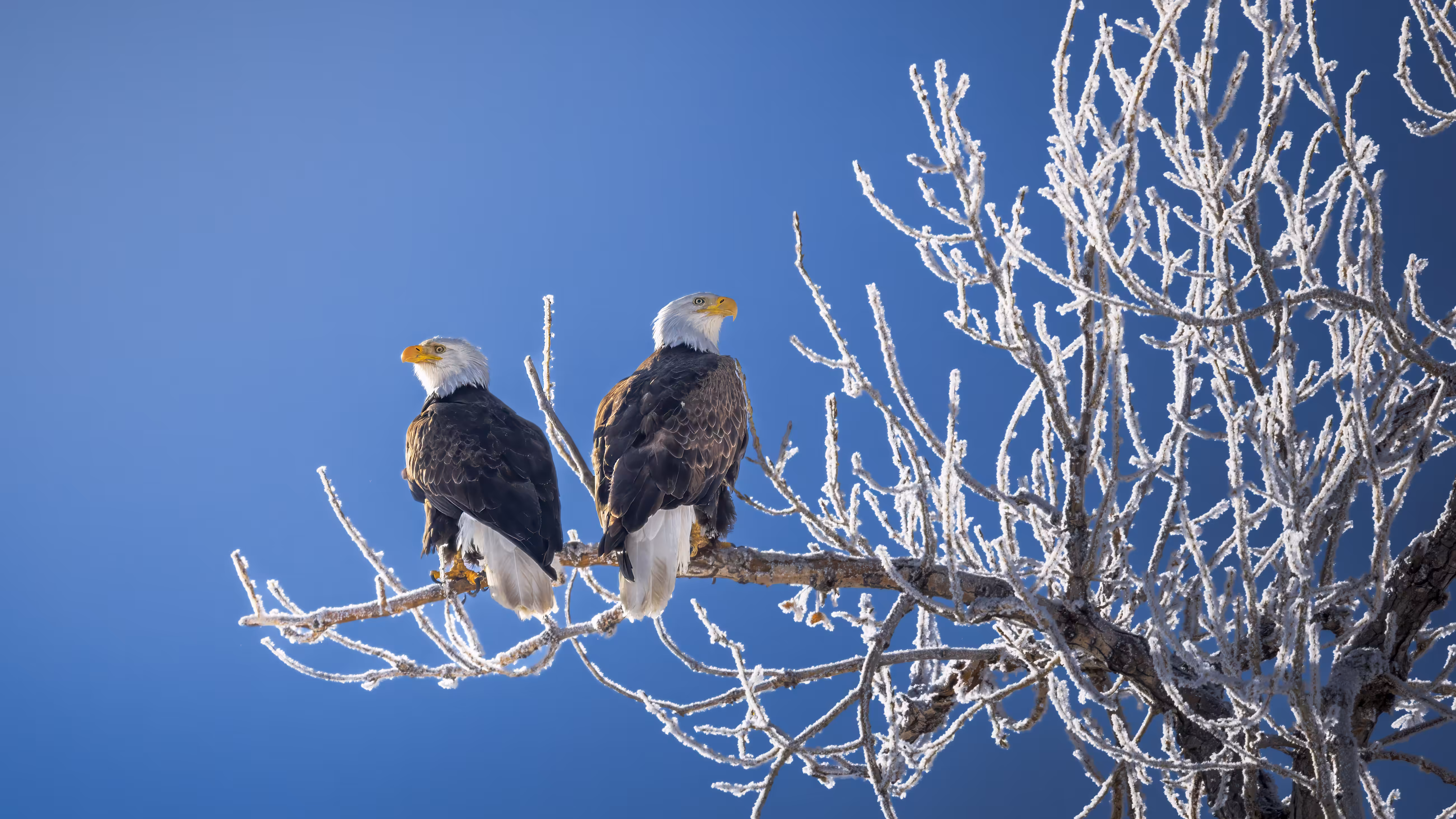 Birds Of A Feather