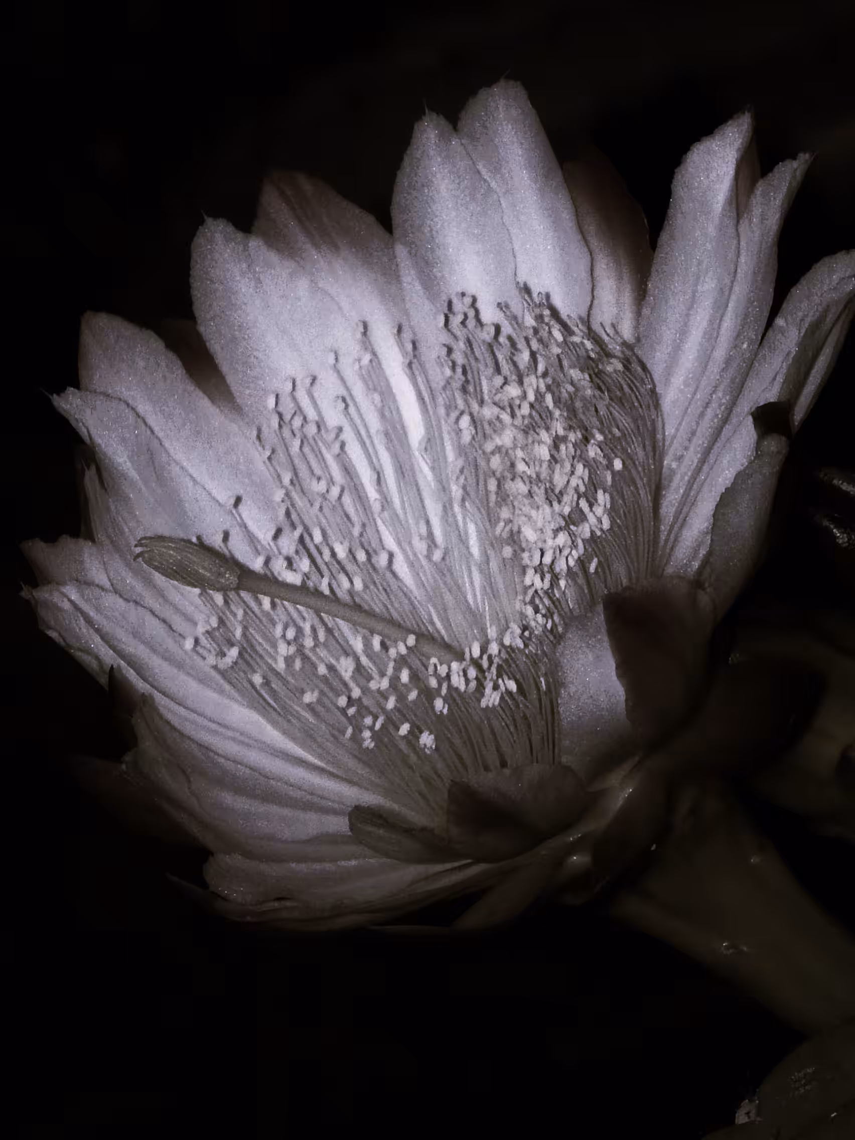 Cereus