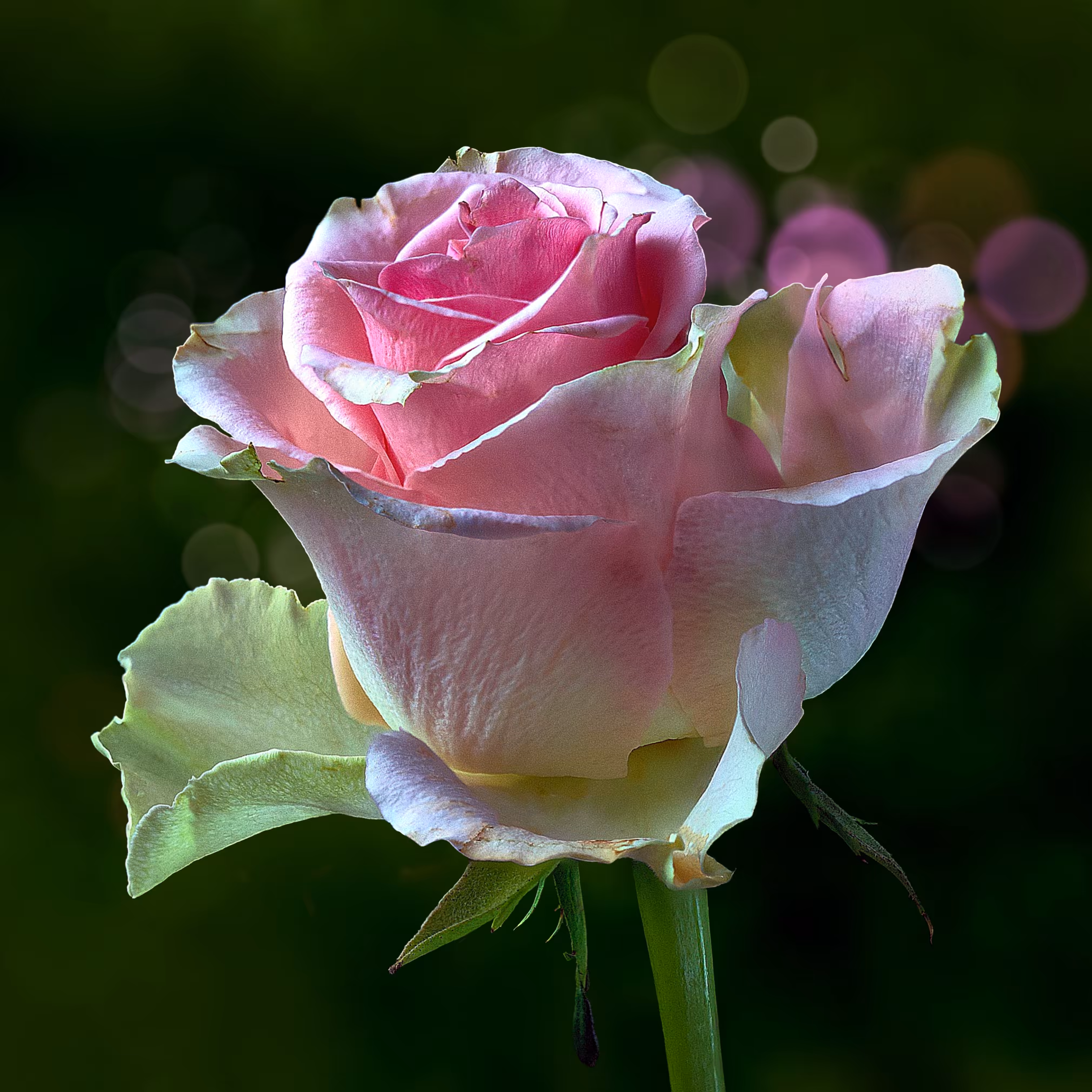 rose seventyfour