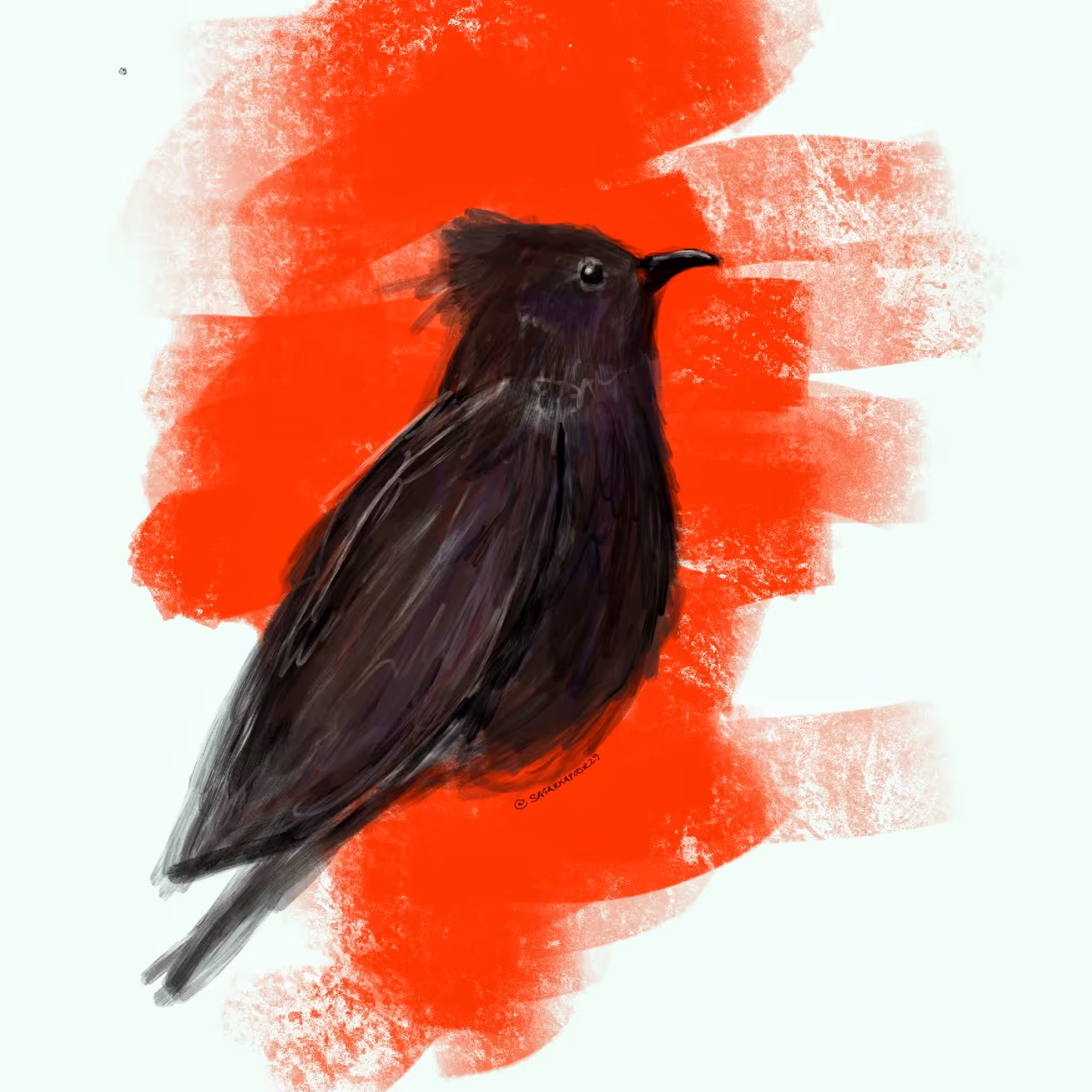 Bulbul the bird with a Mohawk 