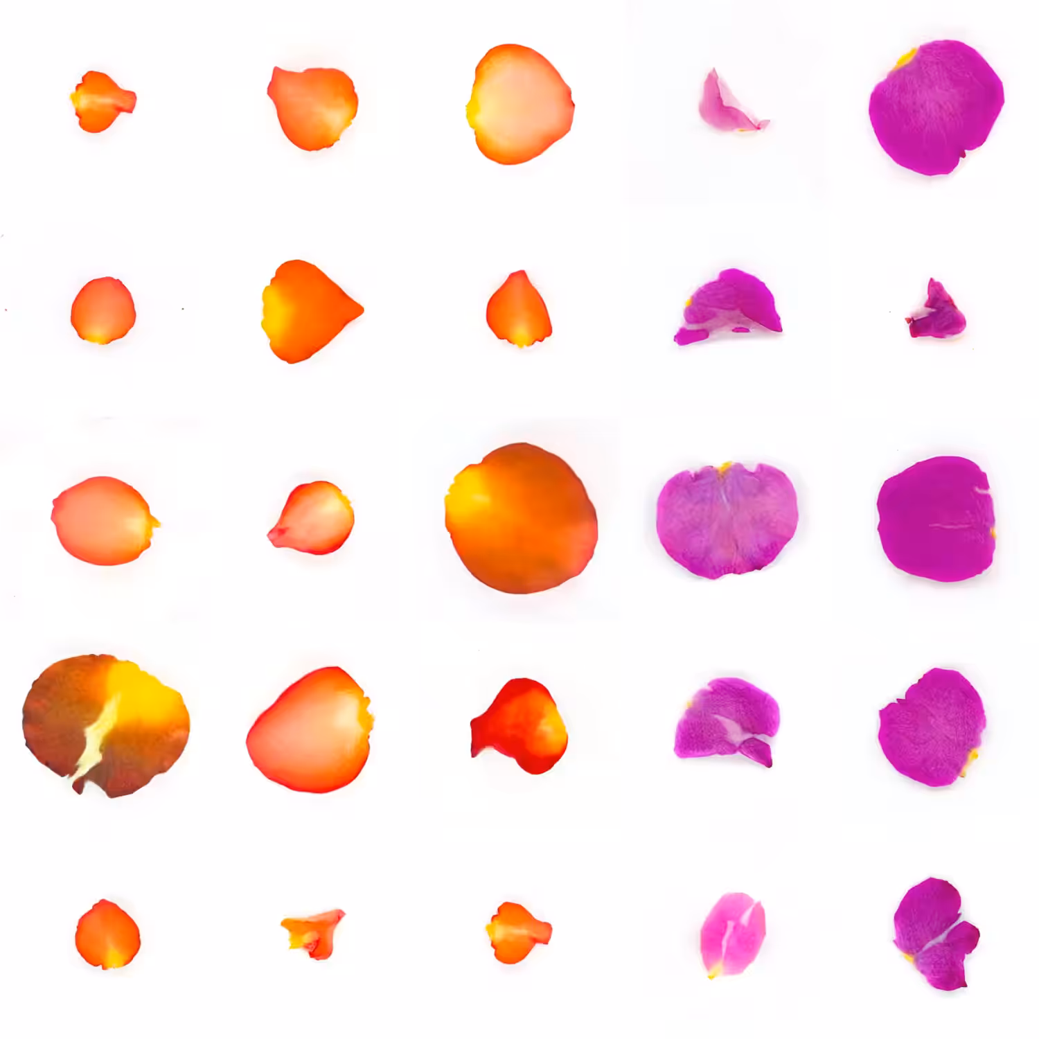 Infinite Petals 5x5#390