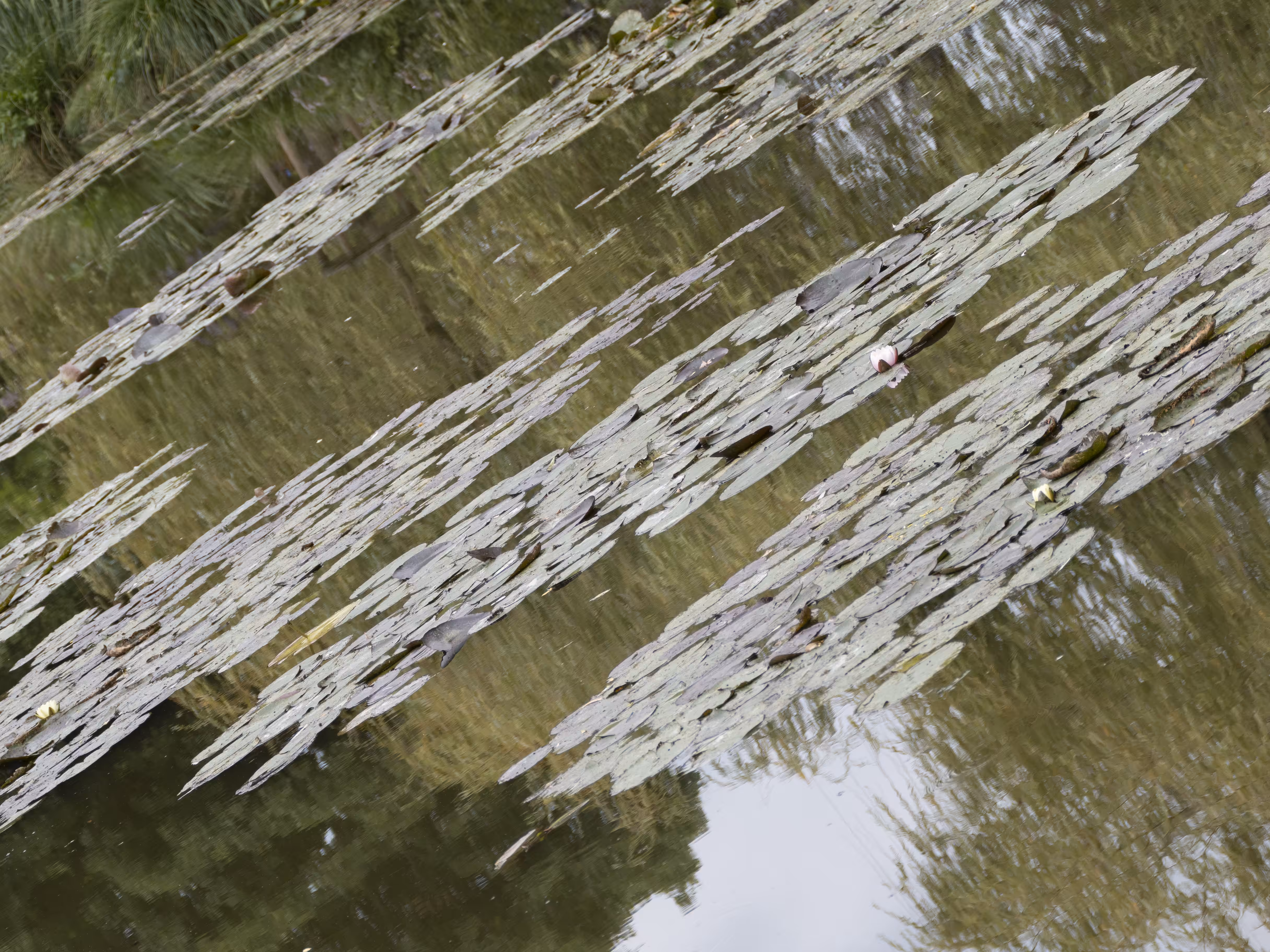 Giverny #20