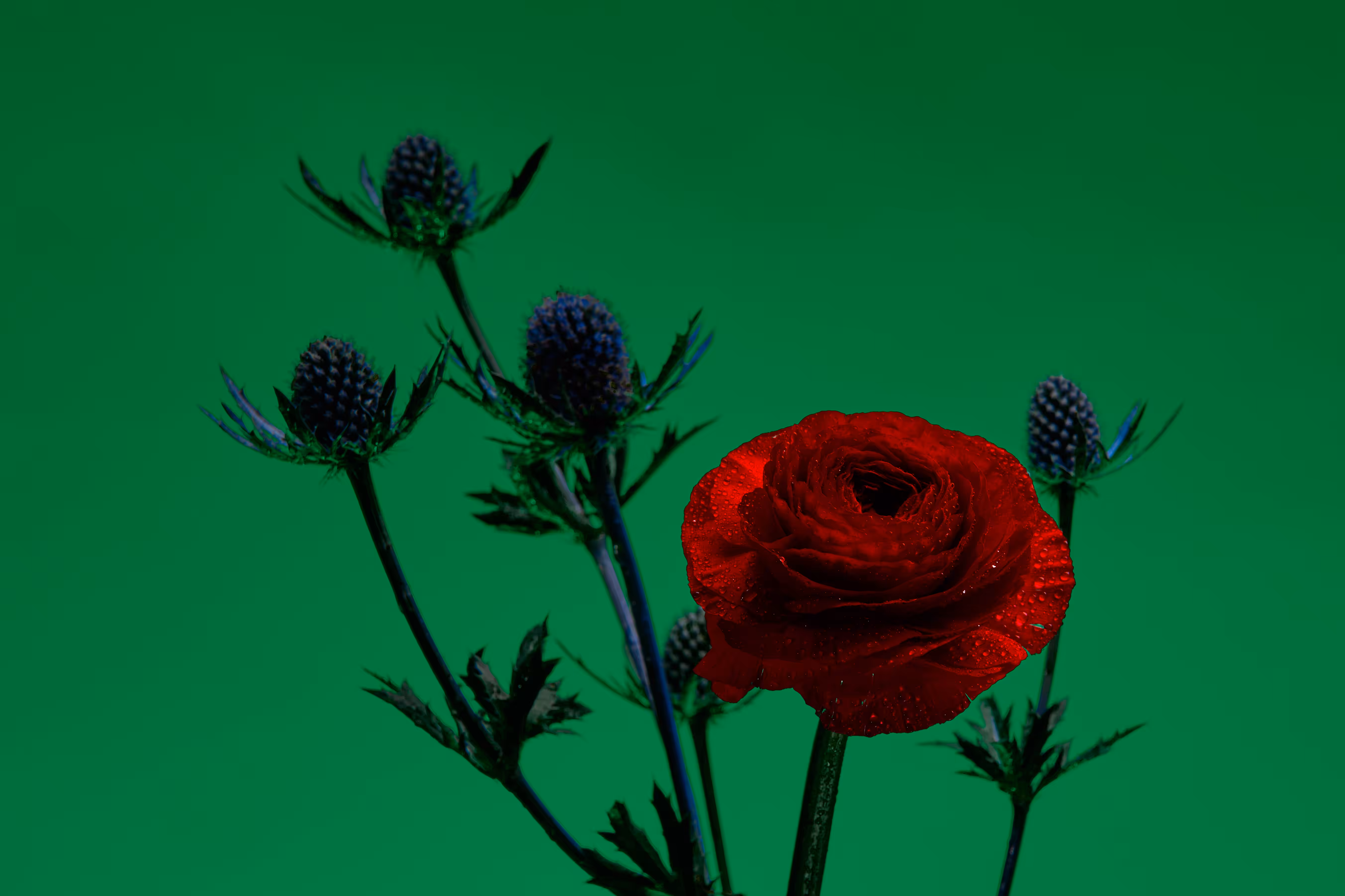 FLORA 002: Ranunculus v. ii