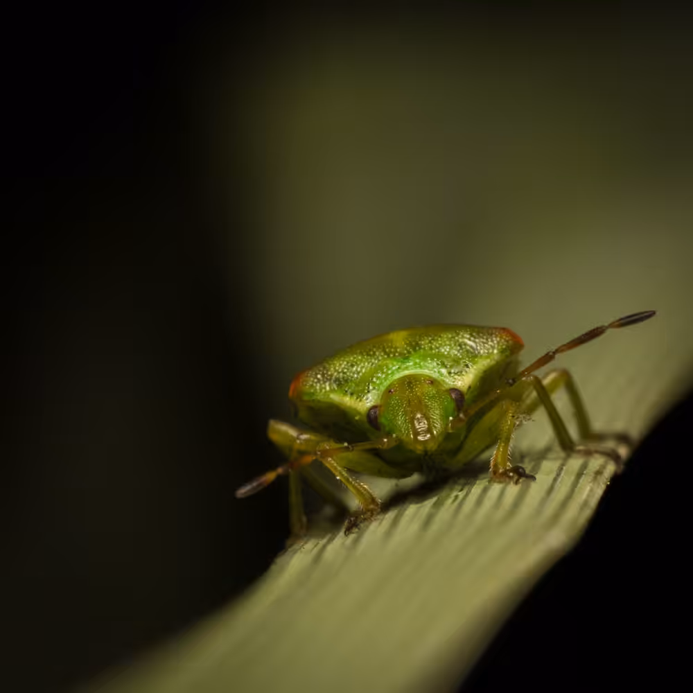 The Shield Bug