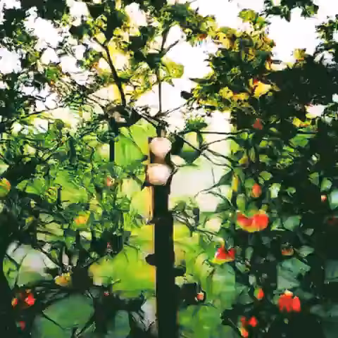 AppleTreeHands.*