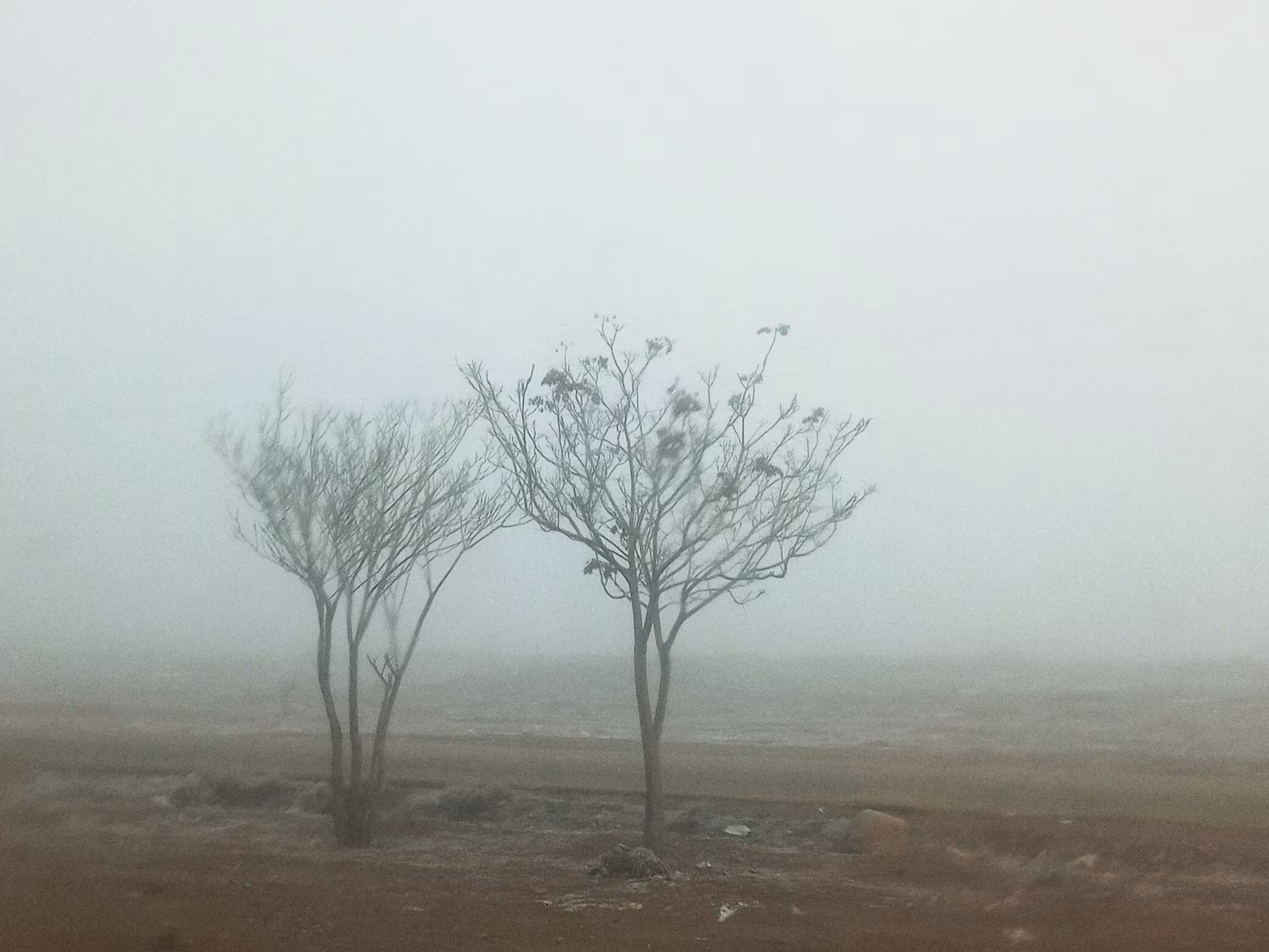 Workplace Trees
