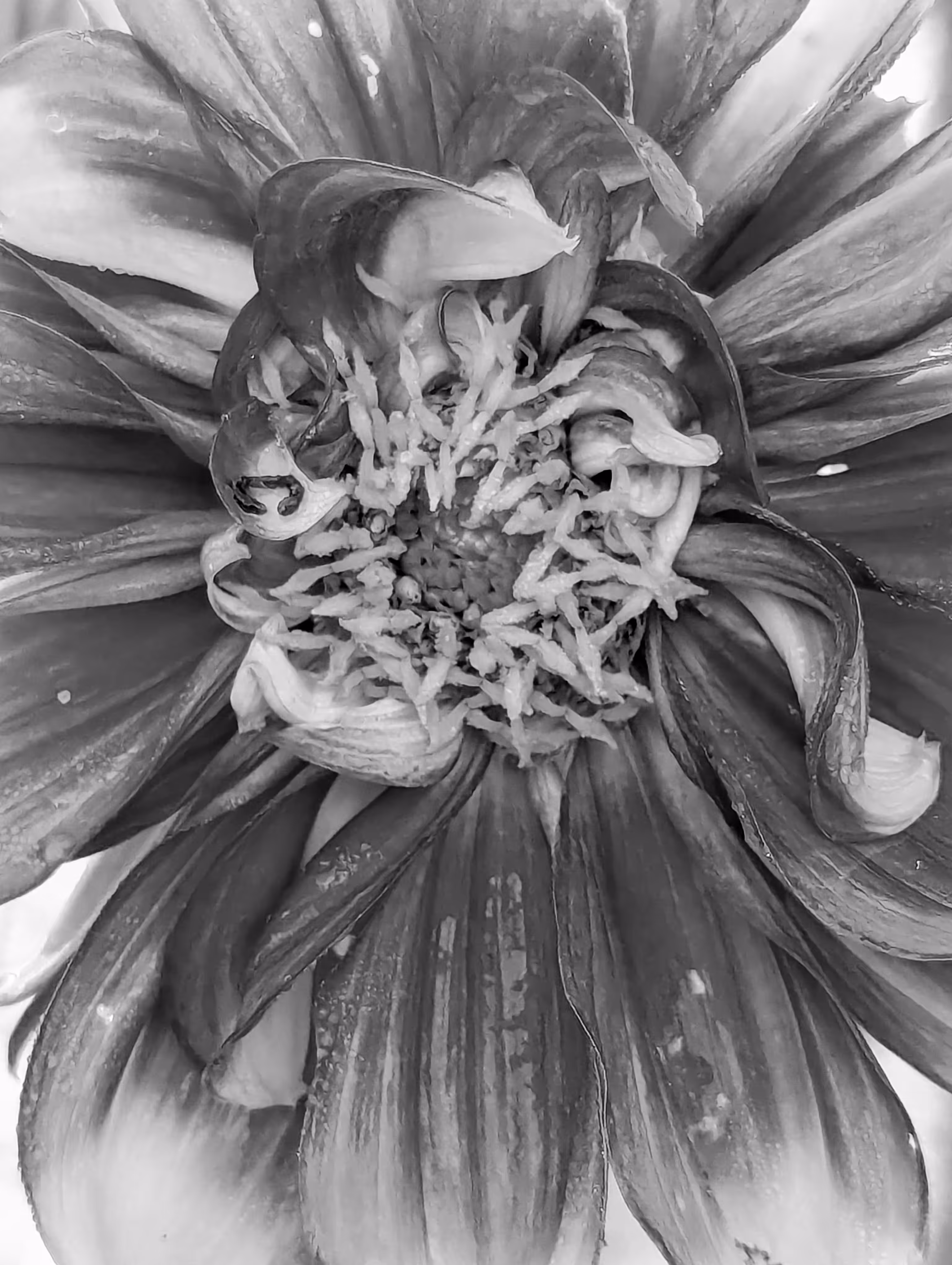 Luke_0x1 Photography : Radiate