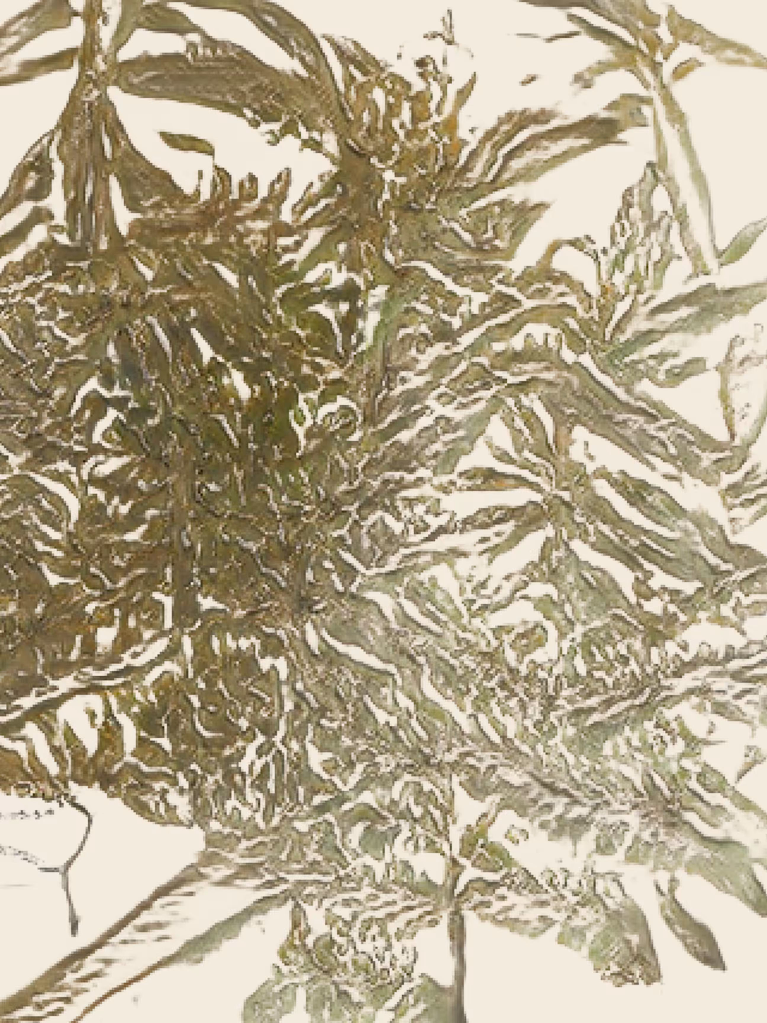 eleagnus salicaria (study)