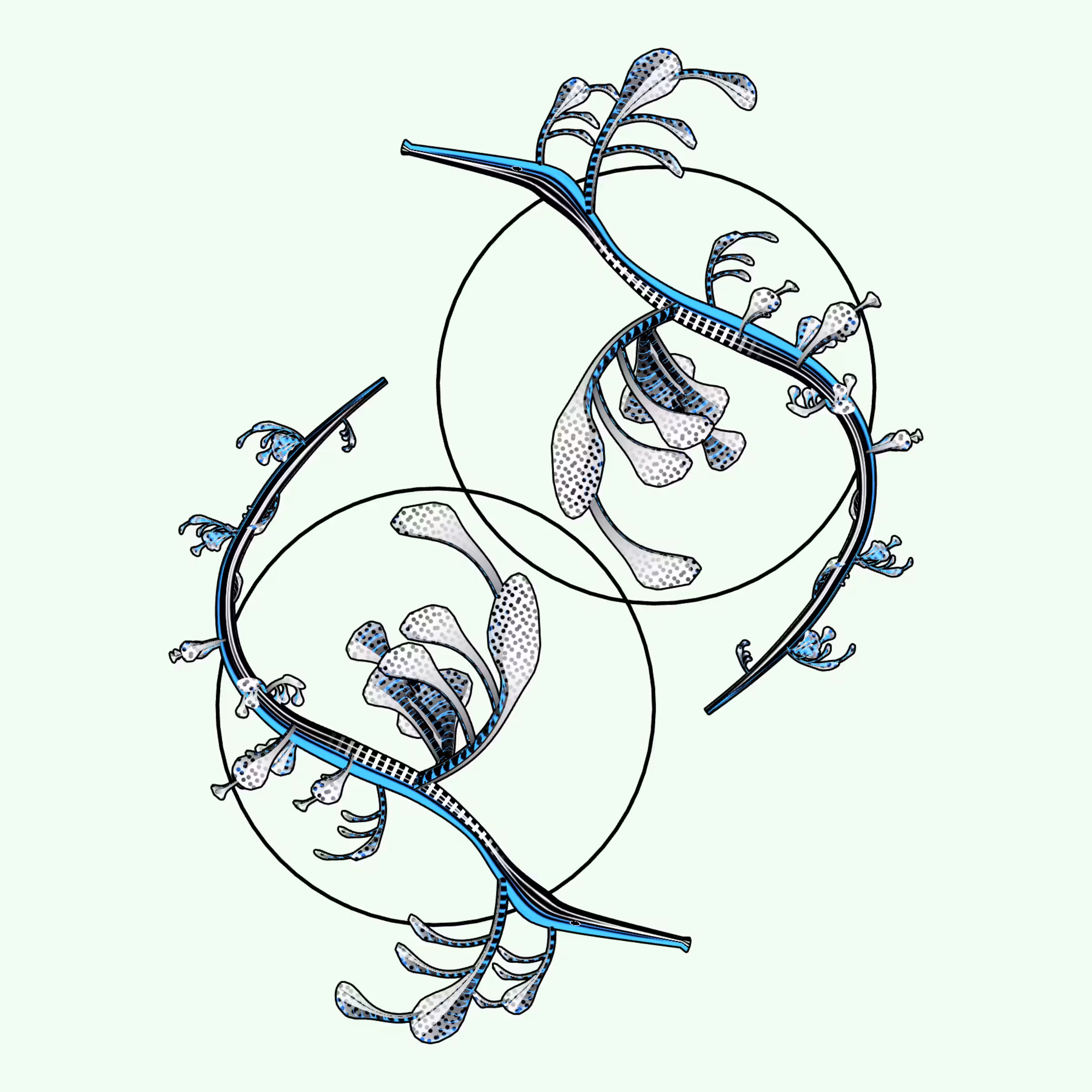 Seadragons #881