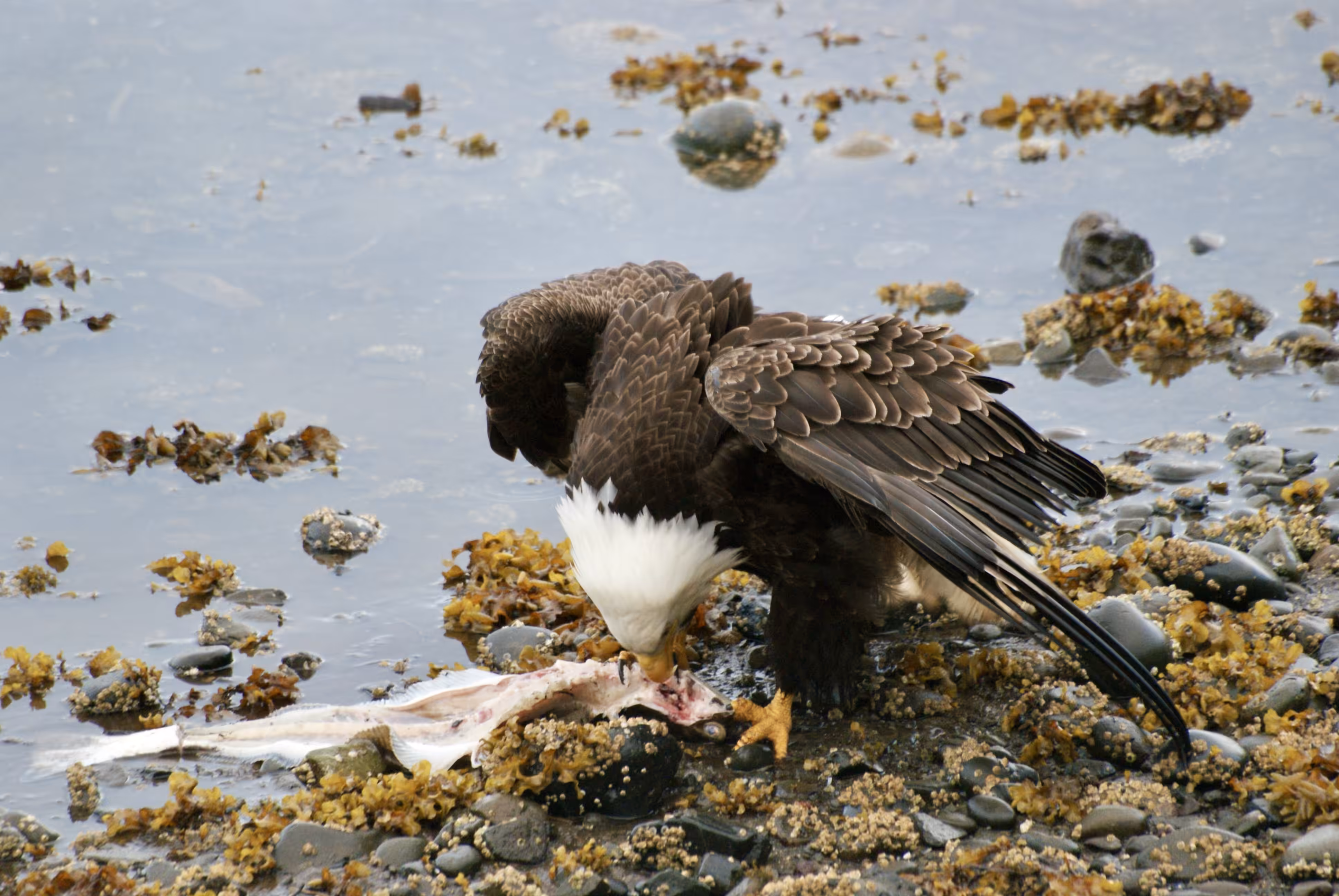 Bald Eagle