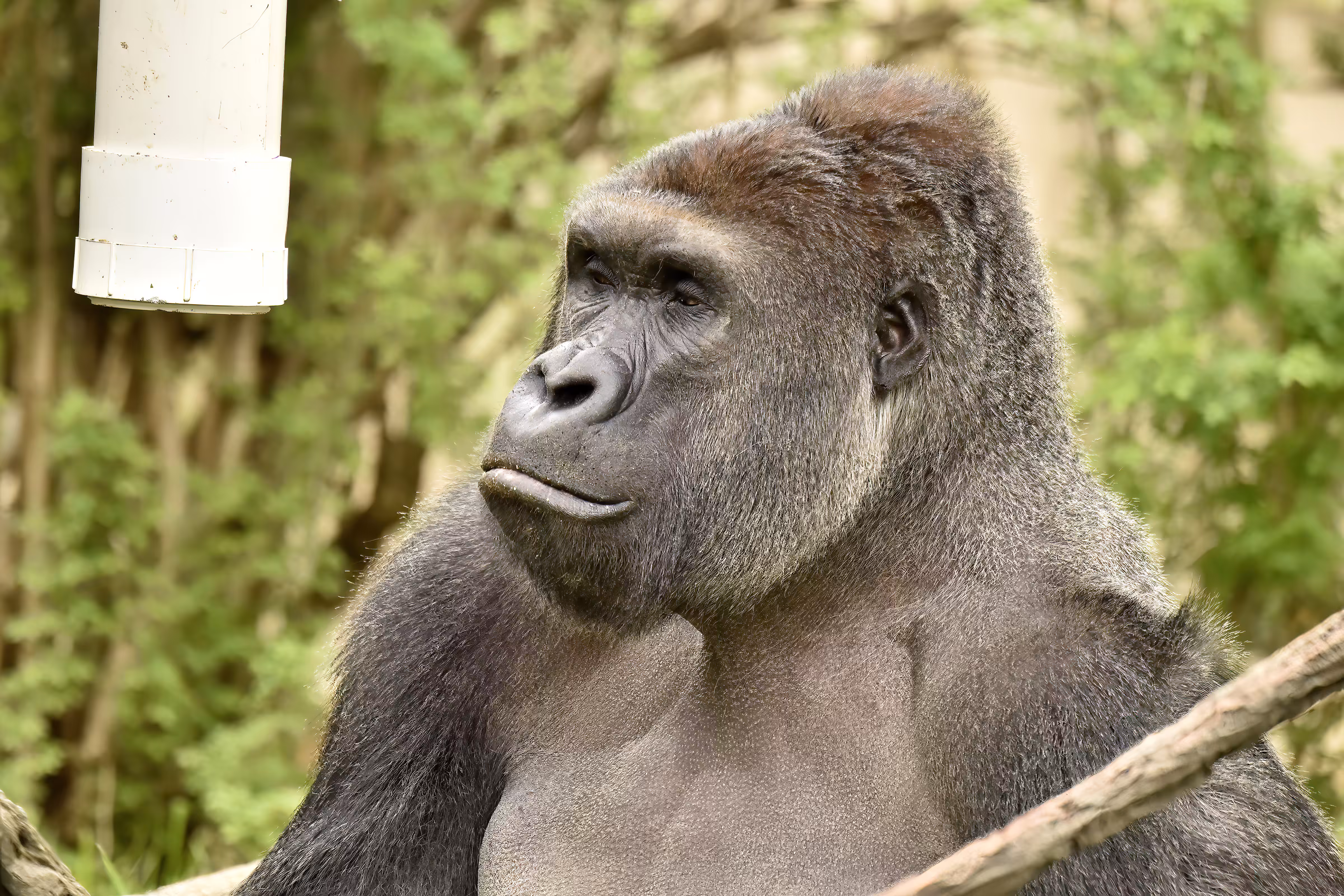 HARAMBE: LEGENDS #283