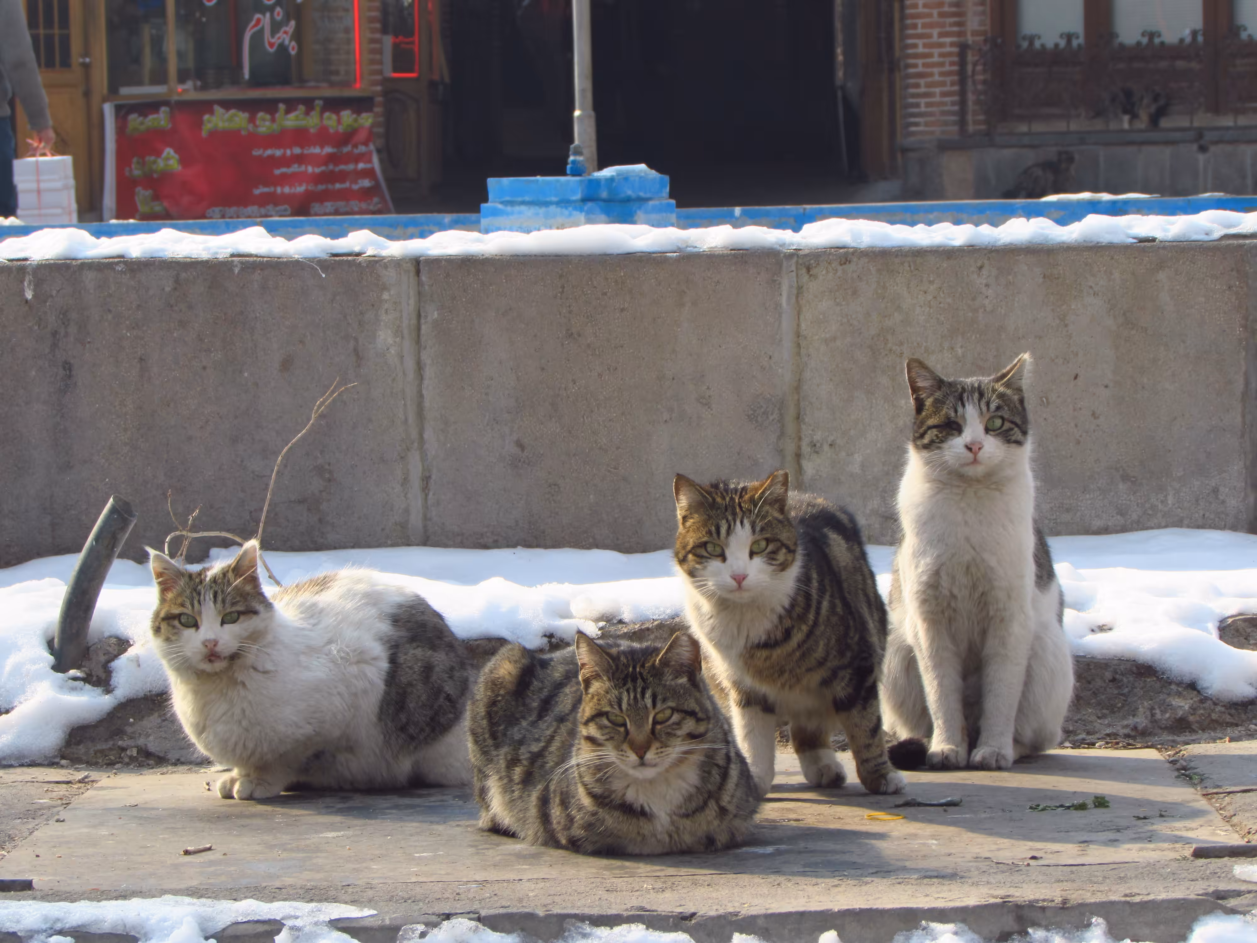 Photography : Criminal cats