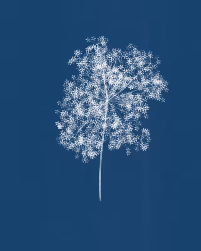 Cyanotypes #260