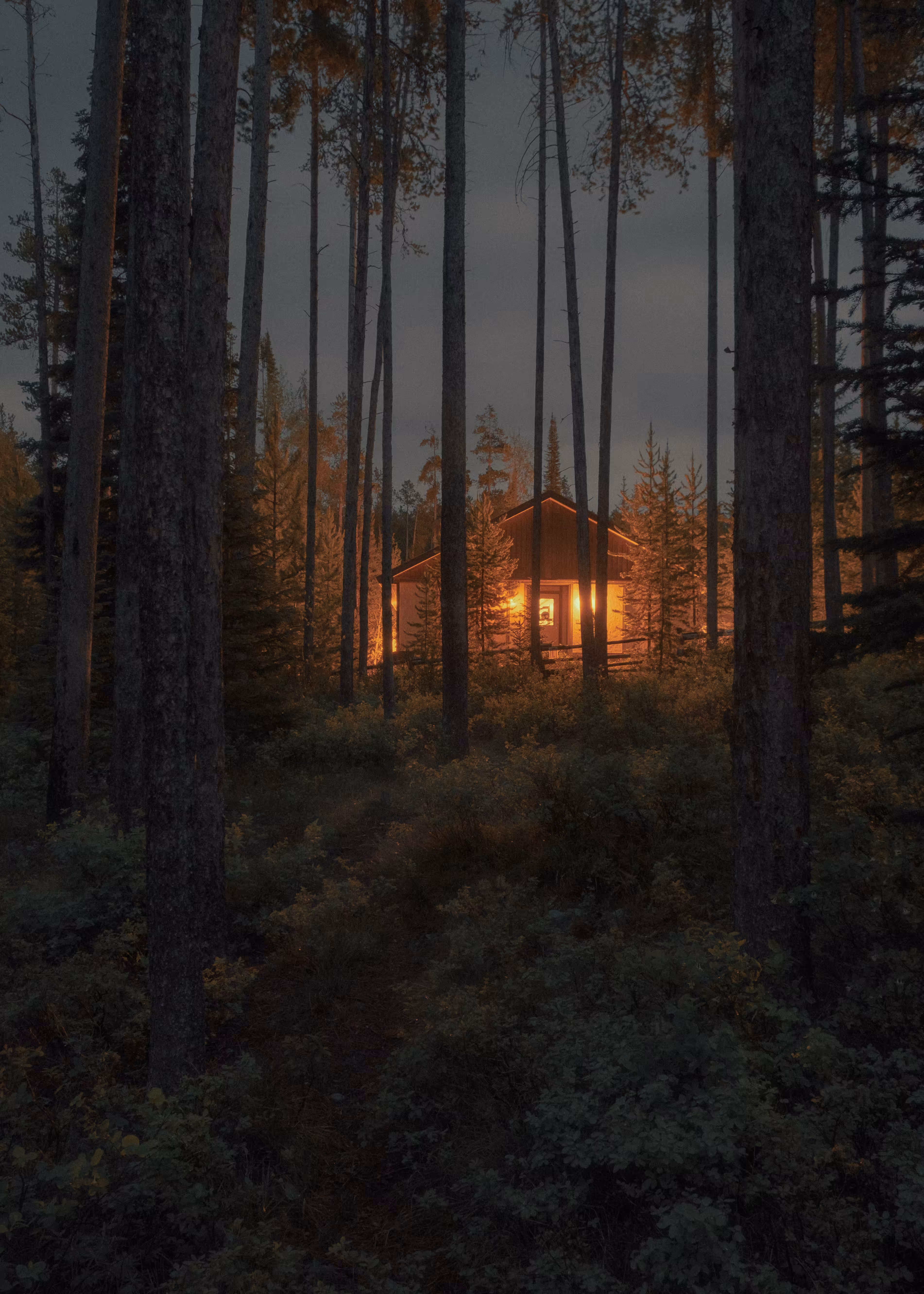 In The Woods