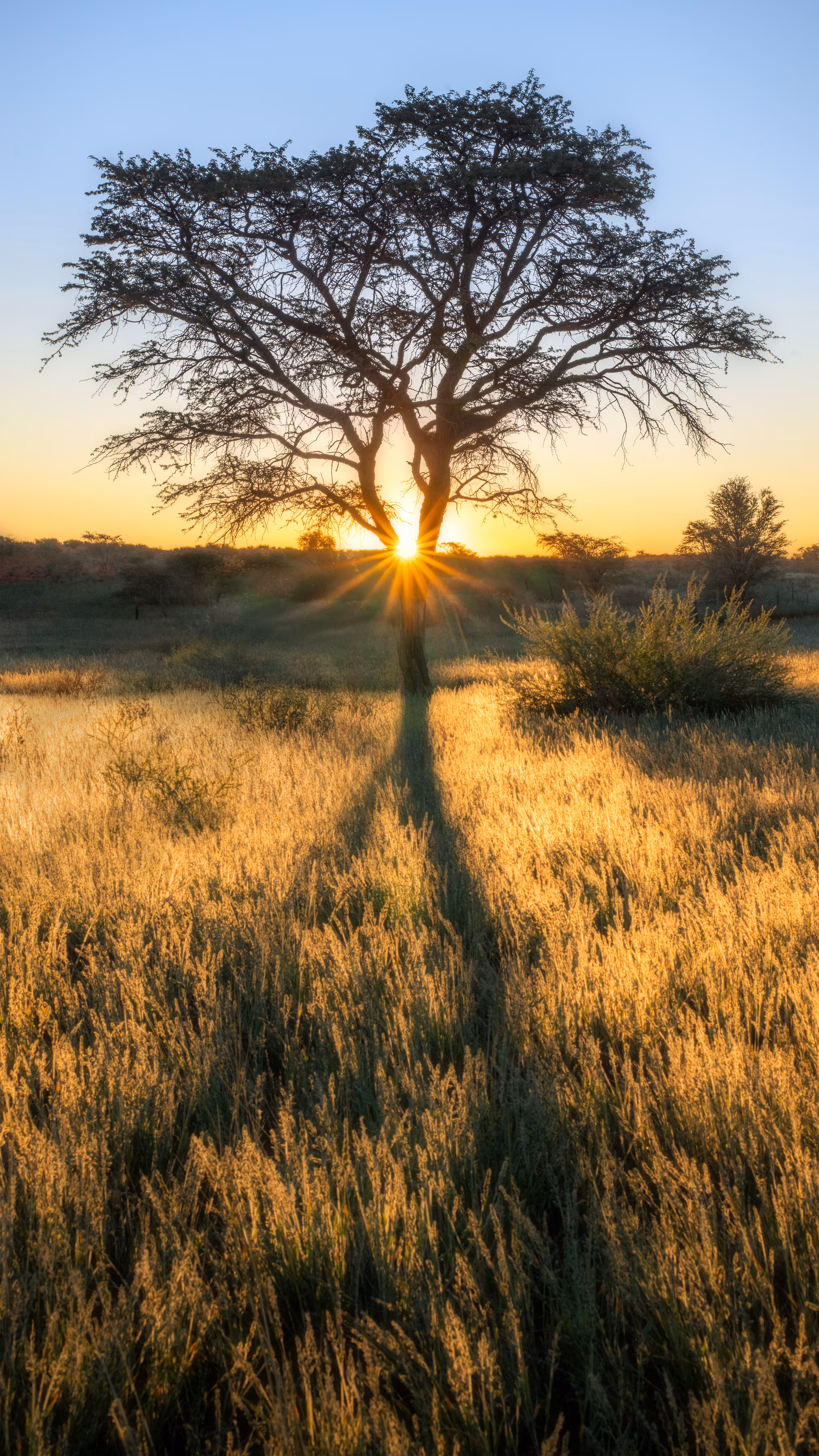 Reaching for the Light
