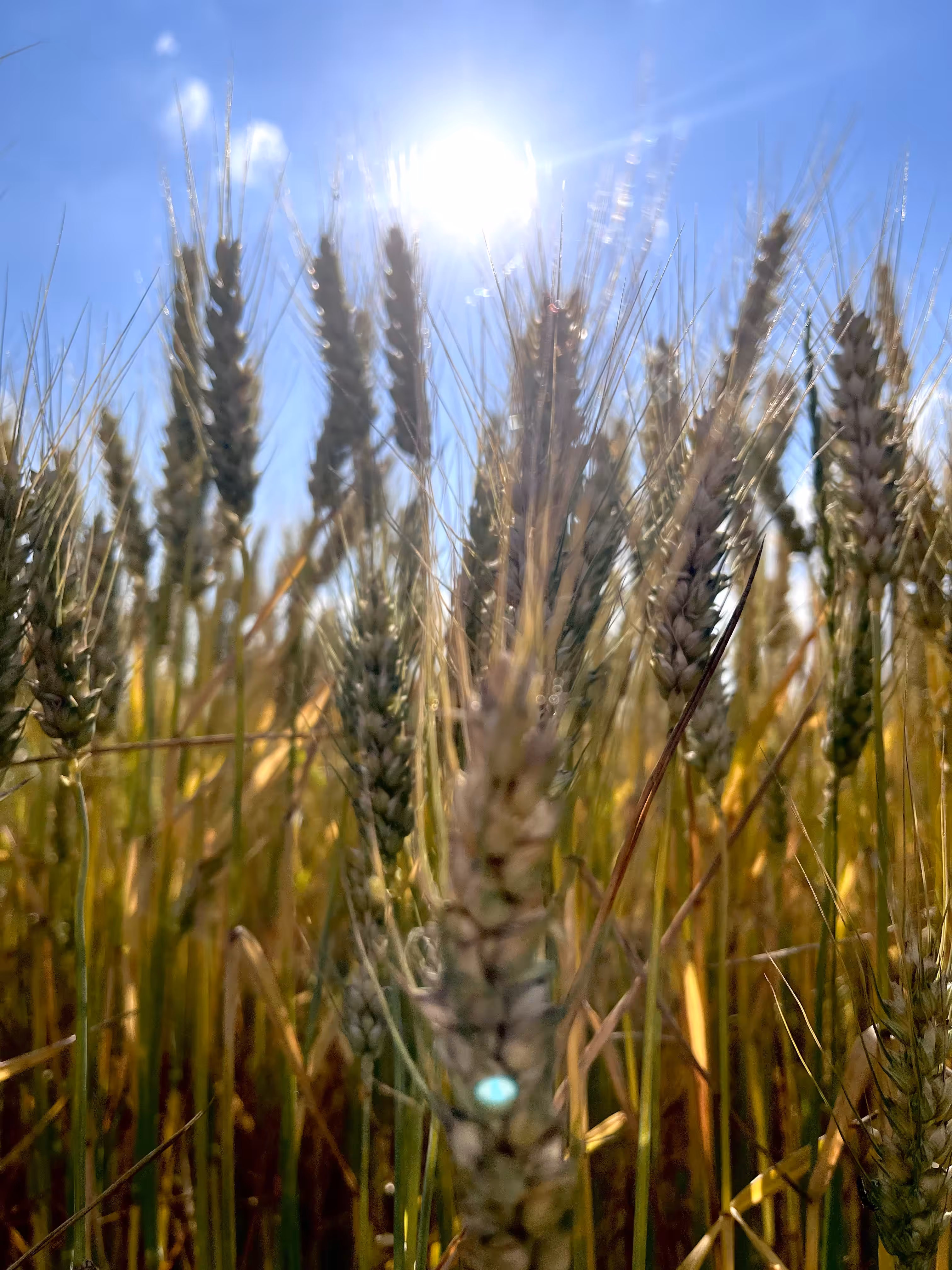 an ear of wheat