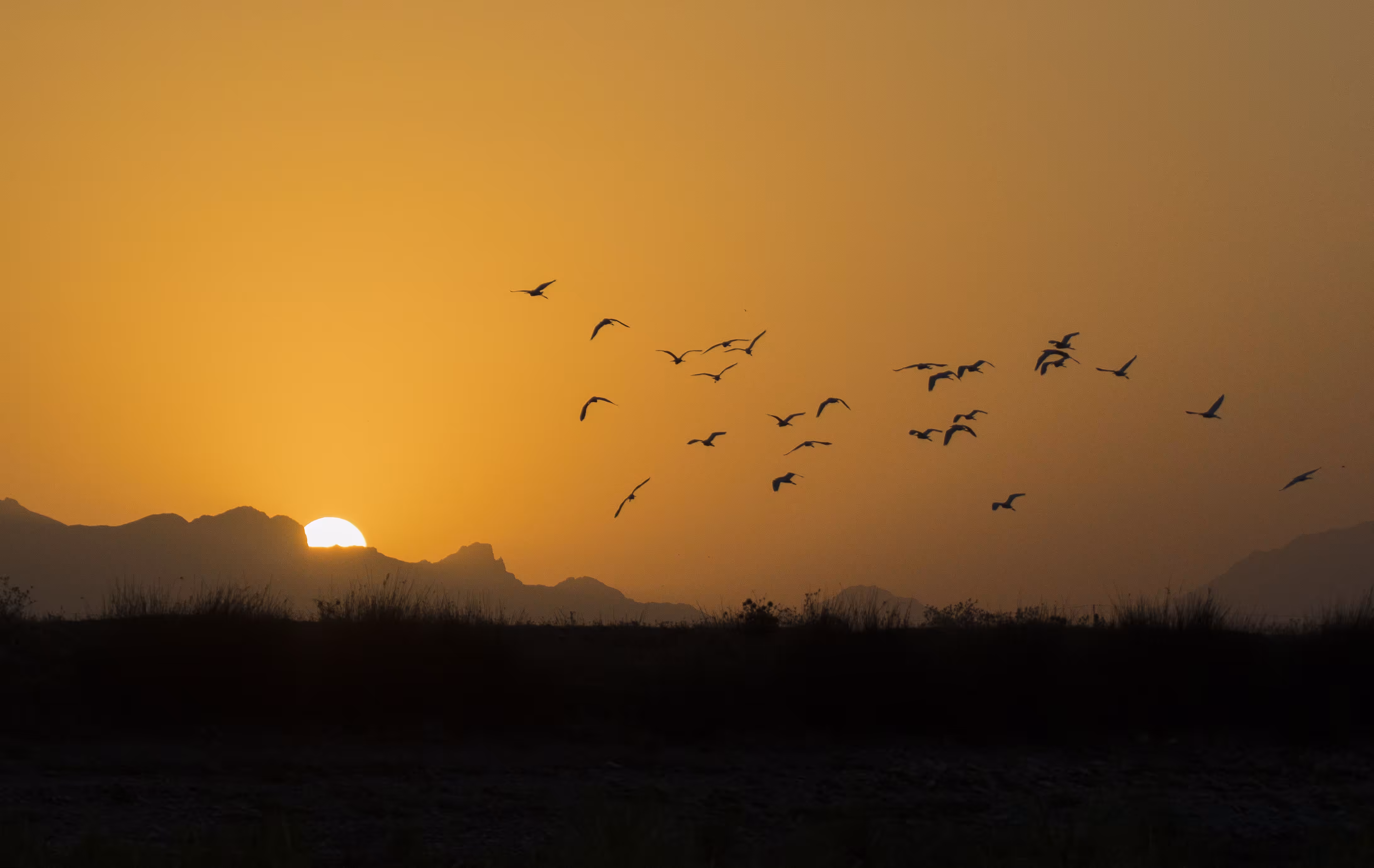 Little Egret group flight at dawn 