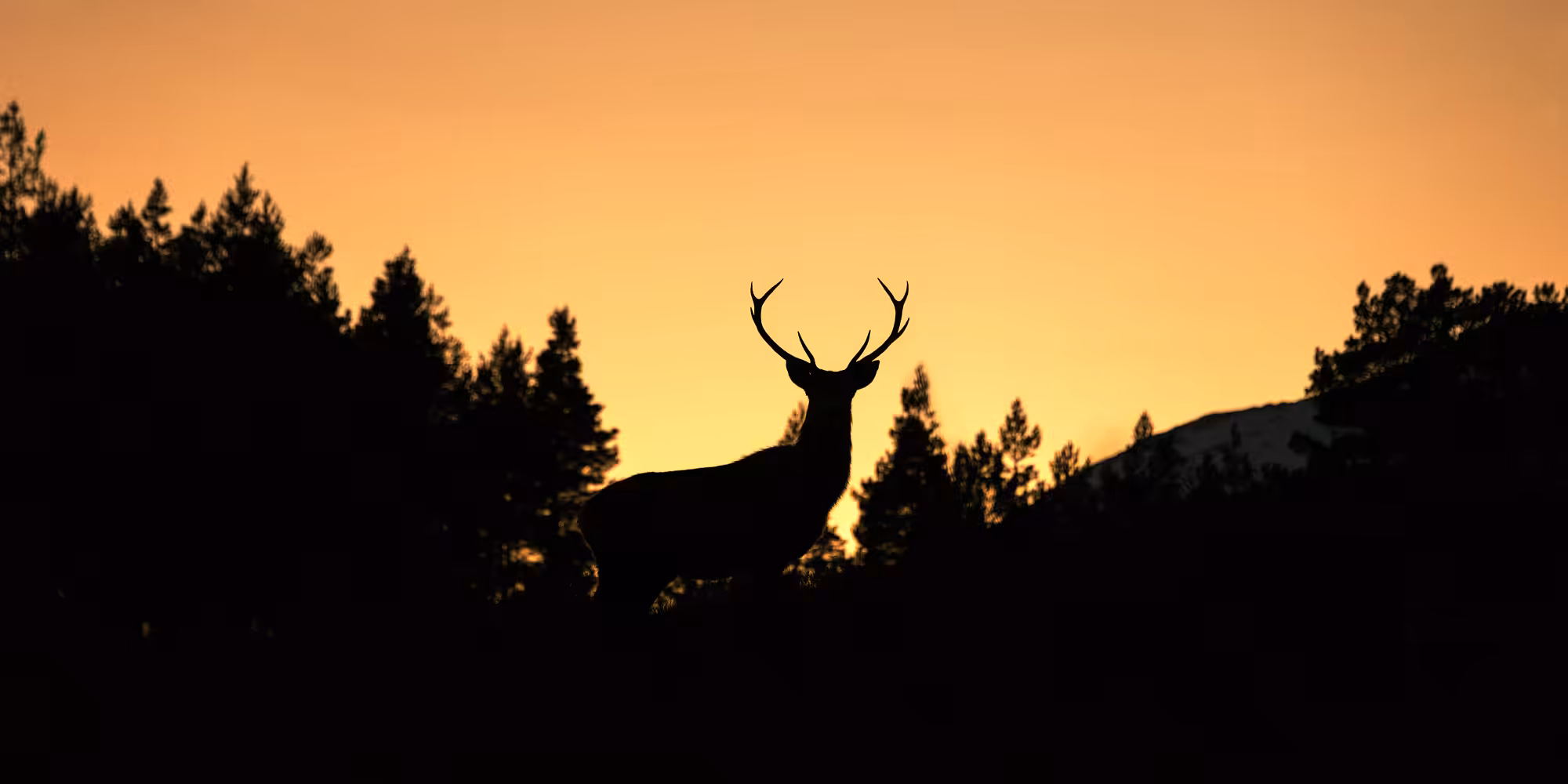 'Horned King' - Glen Affric, Scotland
