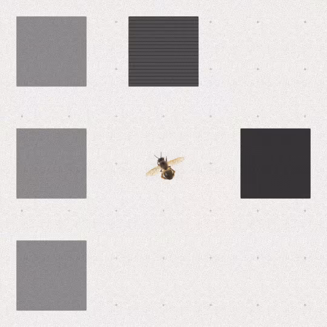 Bee #84