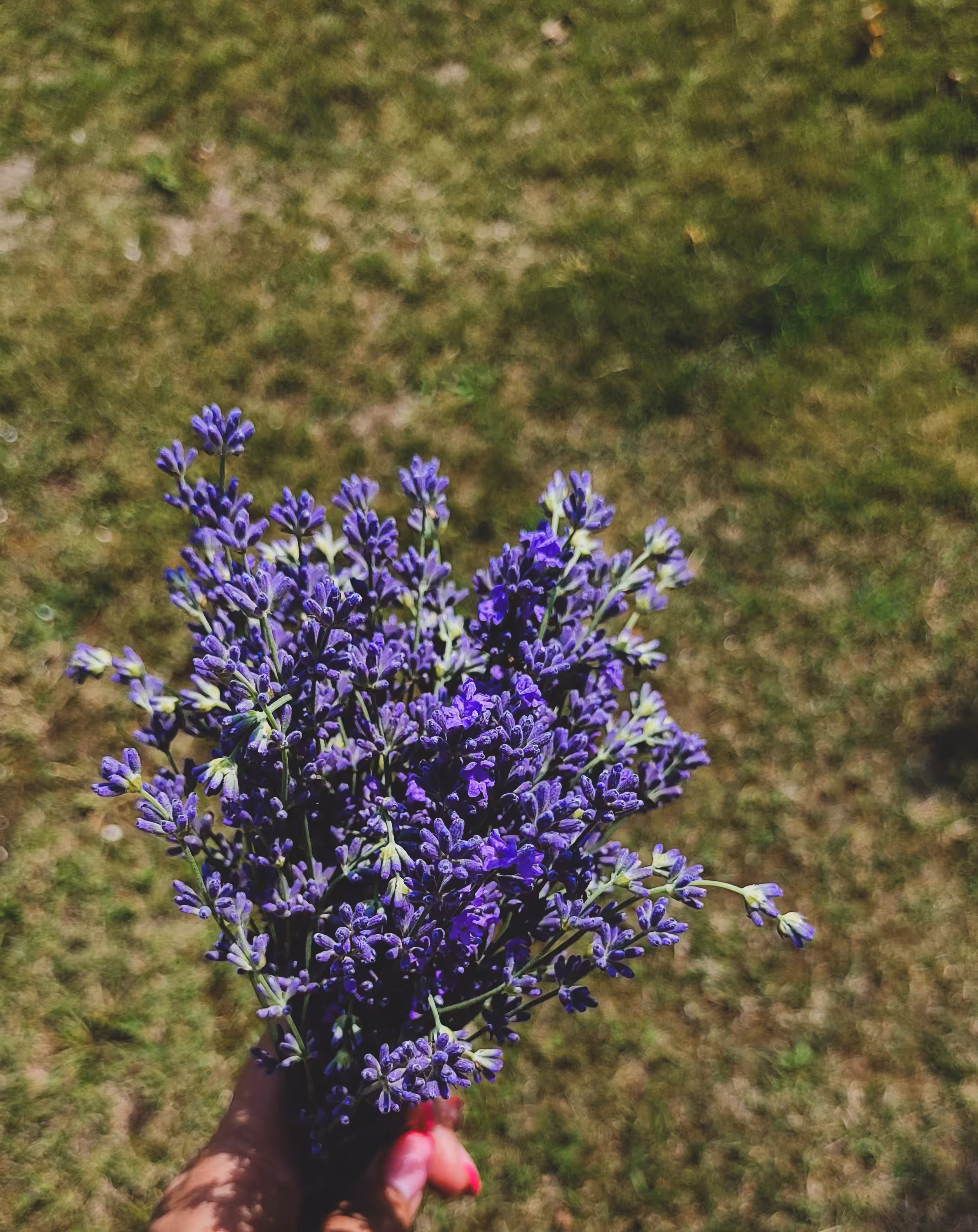 A bouquet of lavender