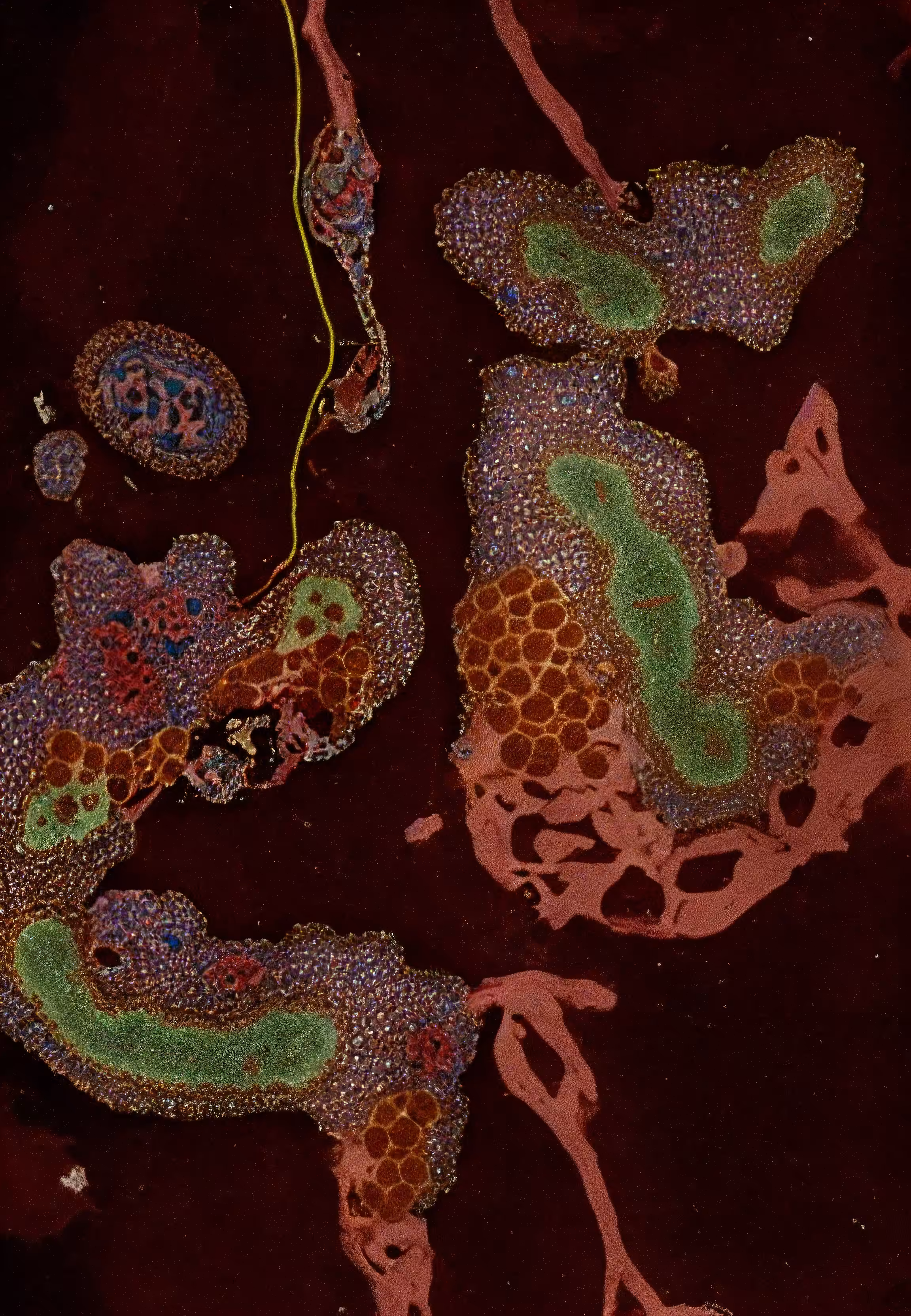 Histologia In Silico #248