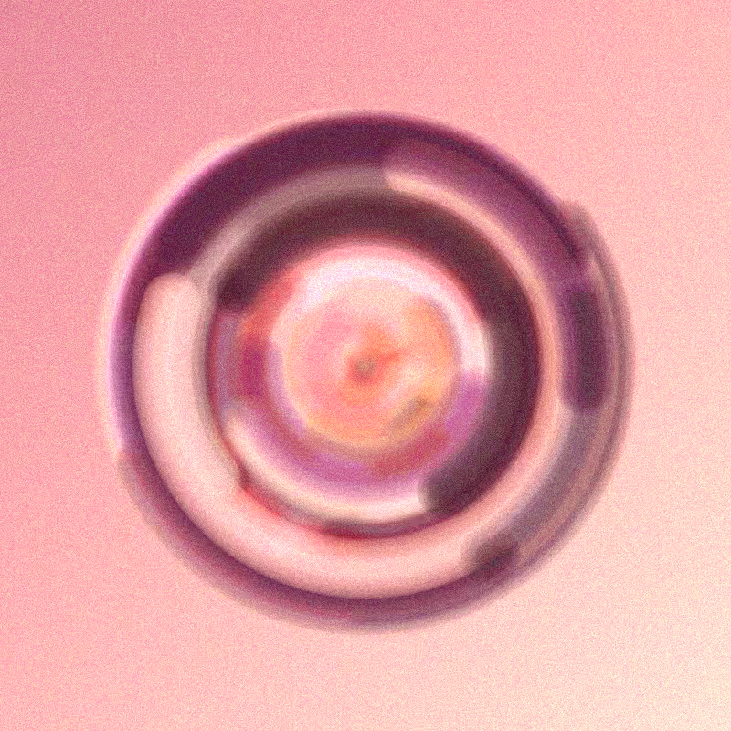 Wisp #721