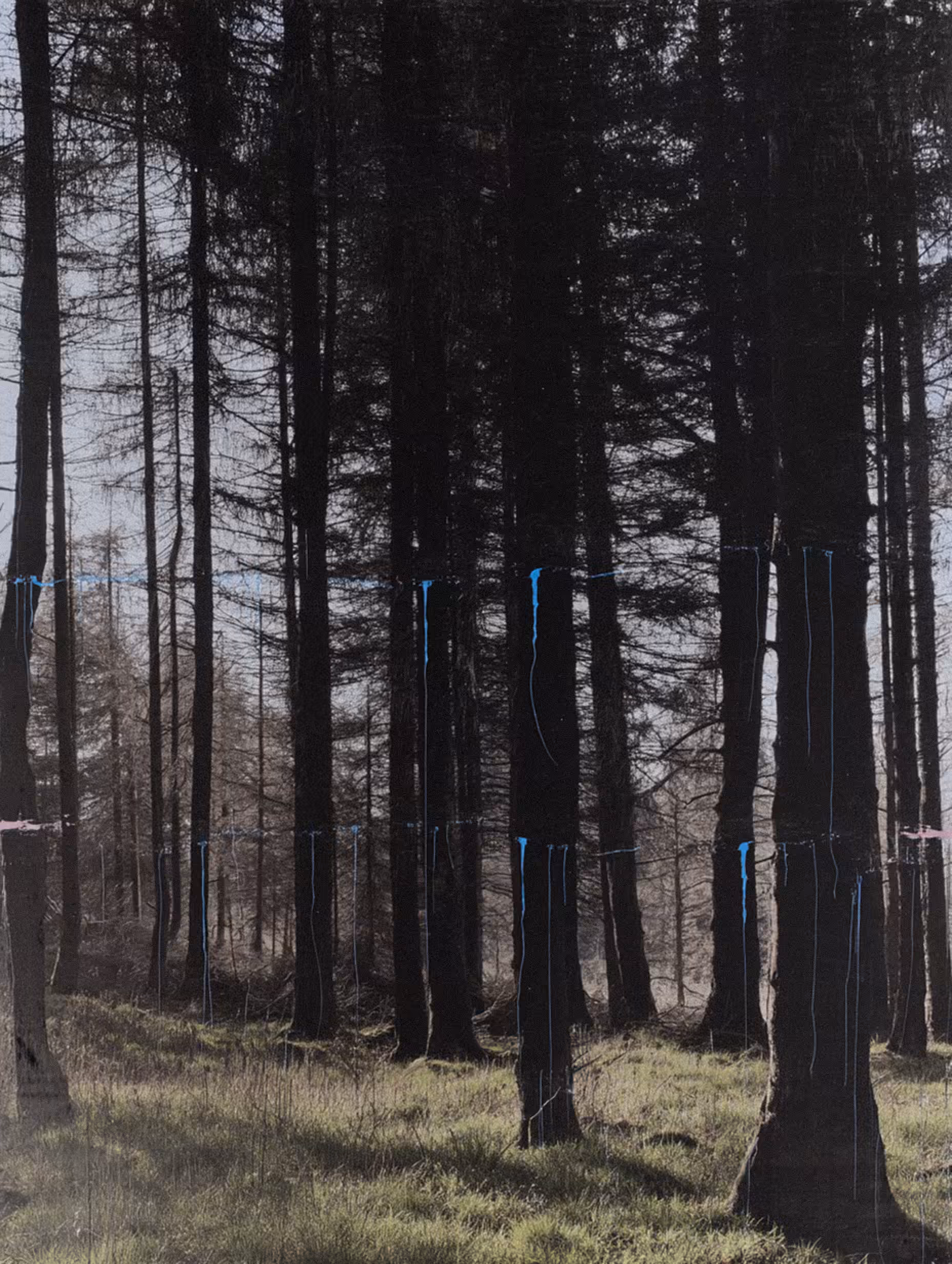 NeLandscape [29]